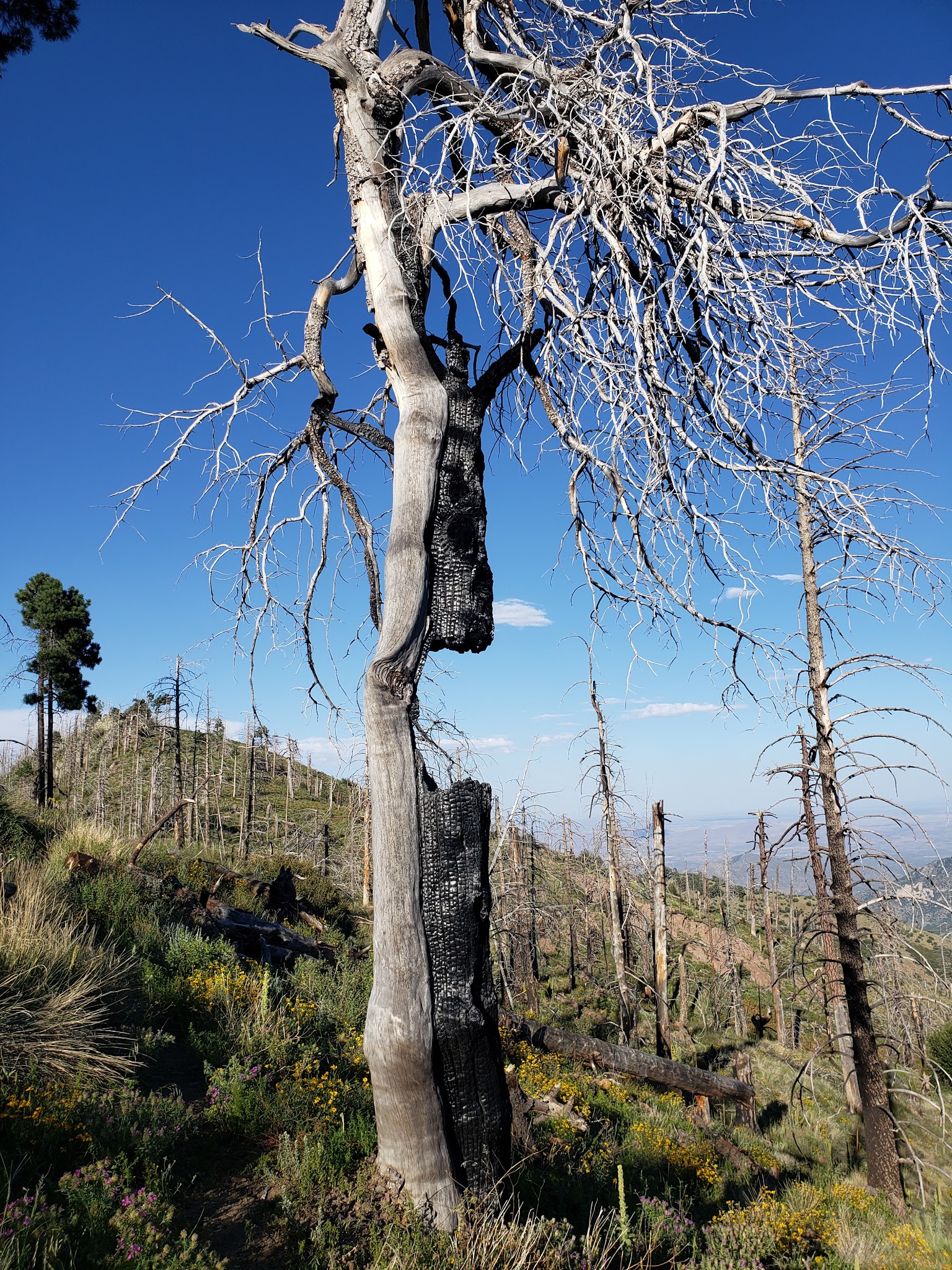Rustler Park Campground