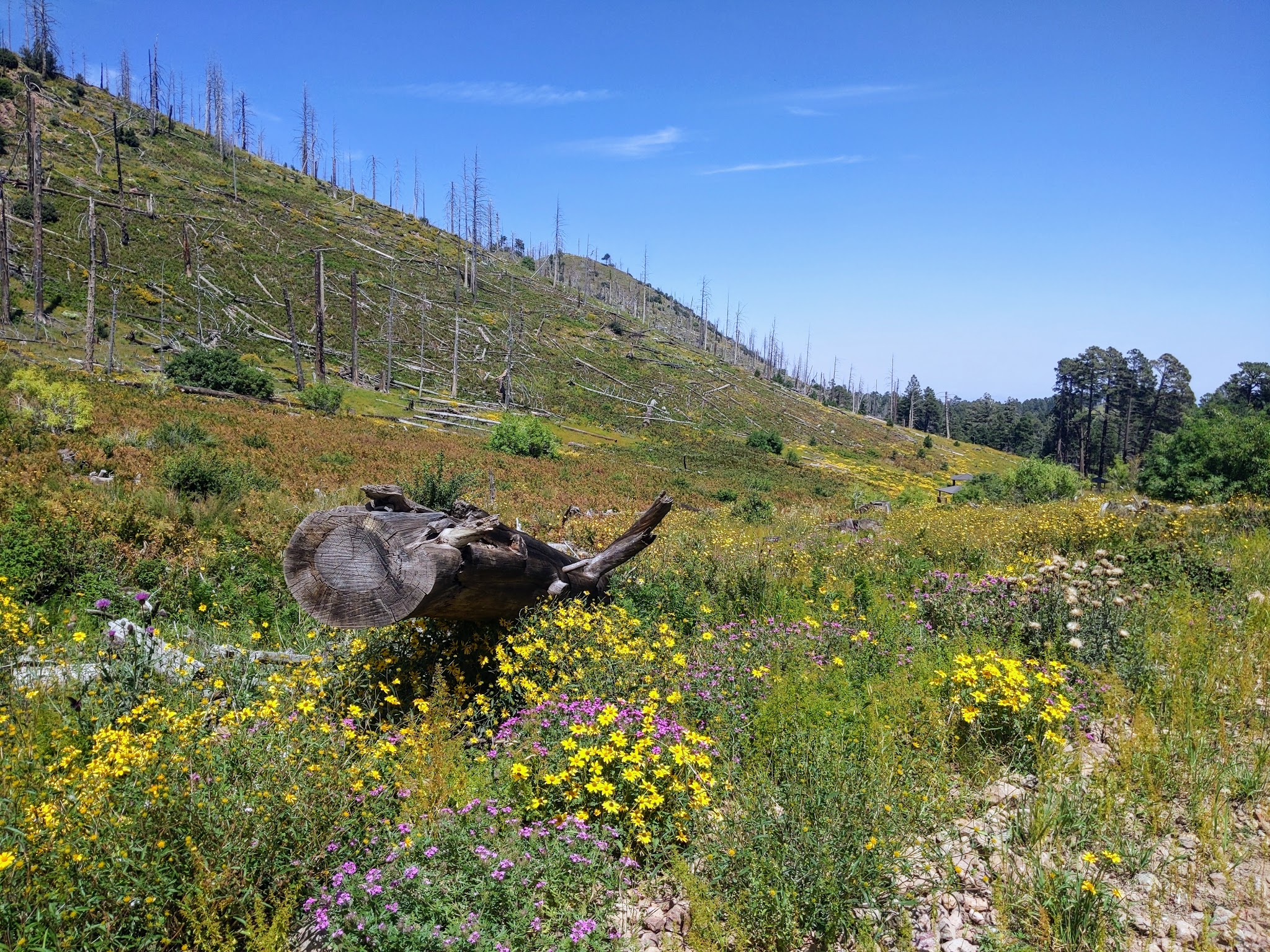 Rustler Park Campground