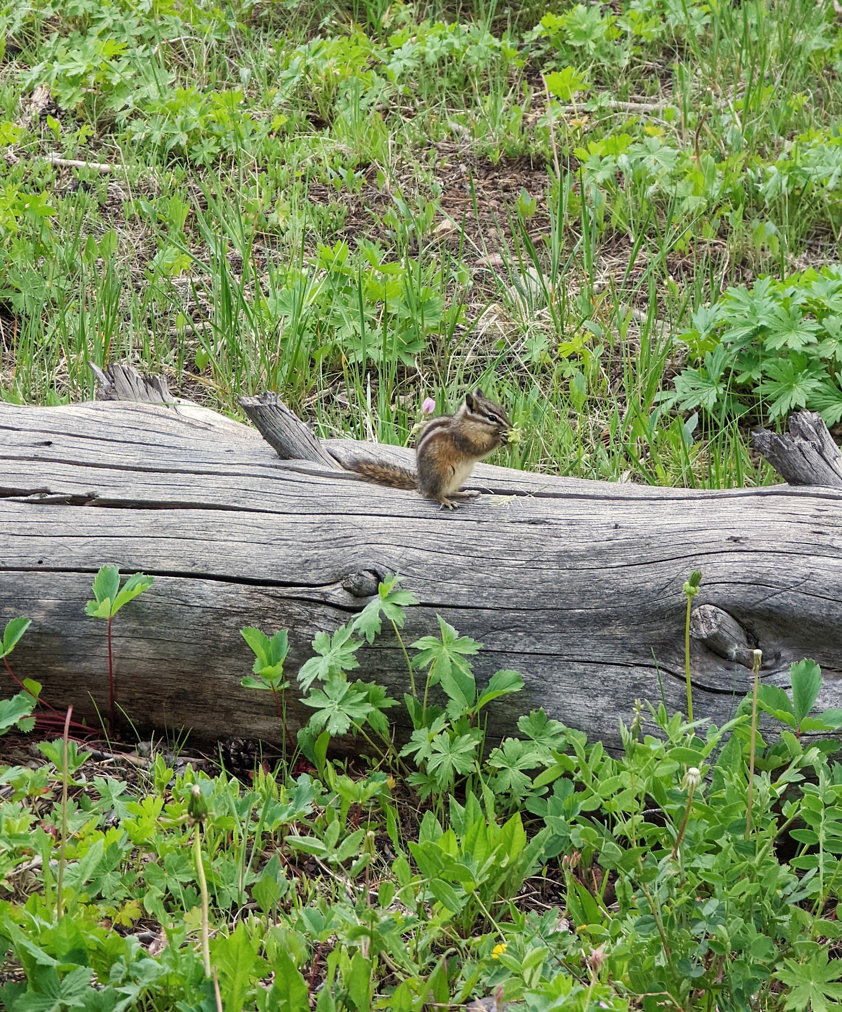 Sacajawea Campground