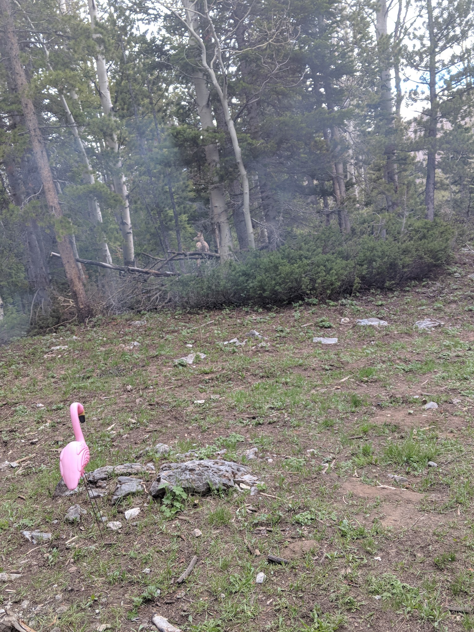 Sacajawea Campground