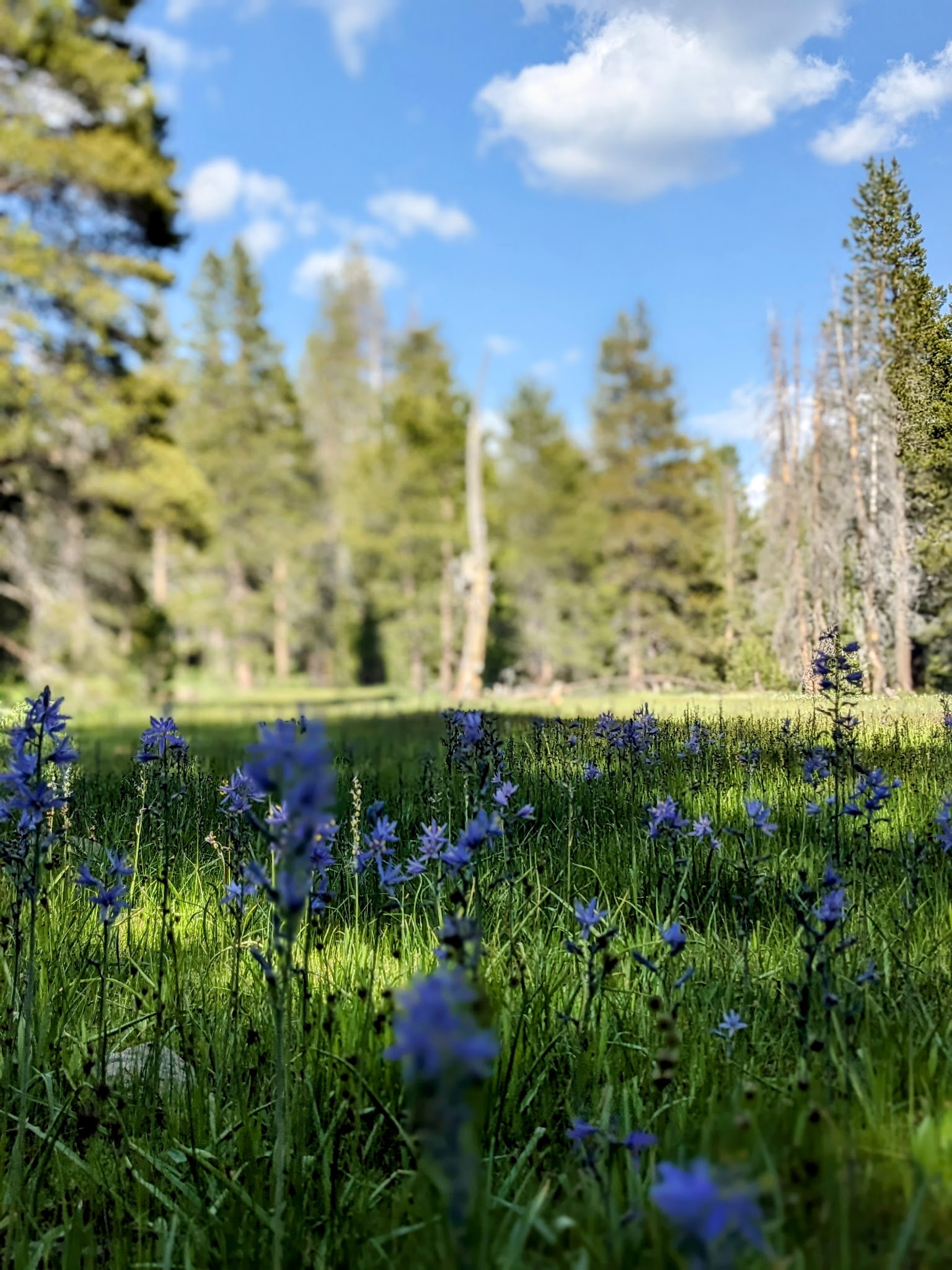 Sagehen Creek Campground