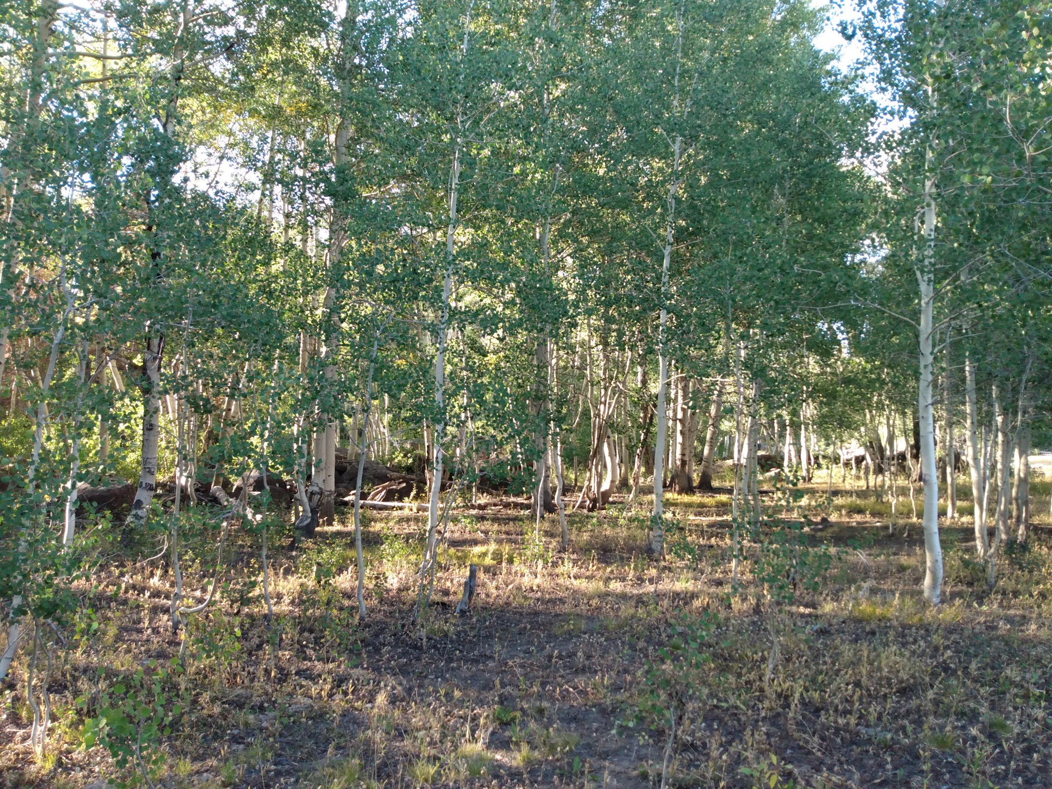 Salina Reservoir Cua Dispersed