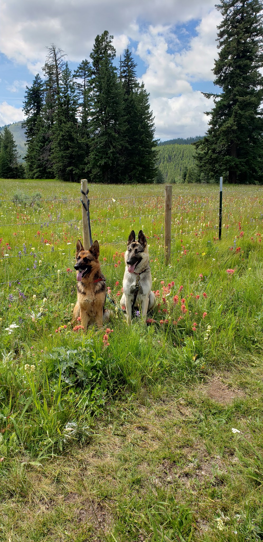 Salmon Meadows Campground