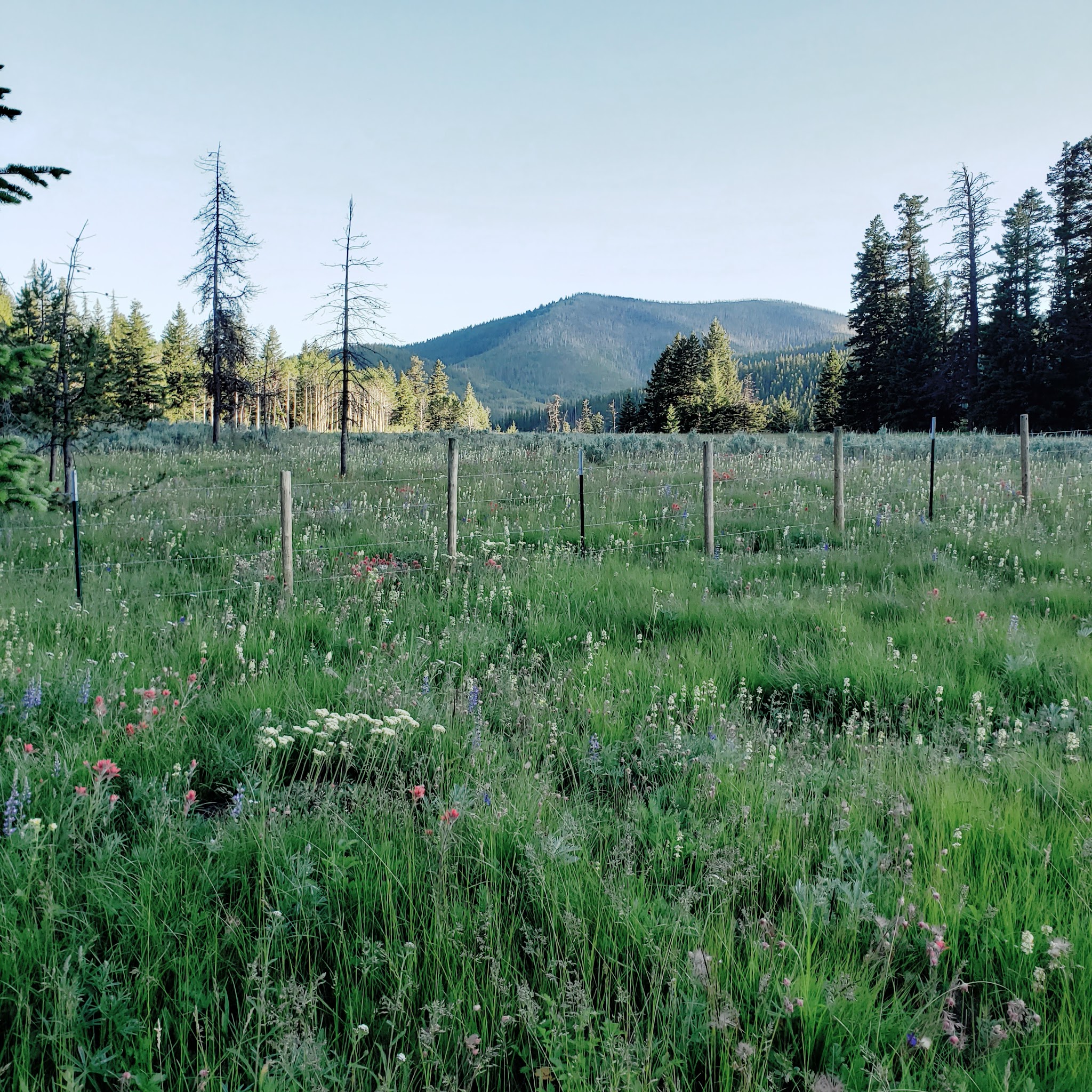Salmon Meadows Campground