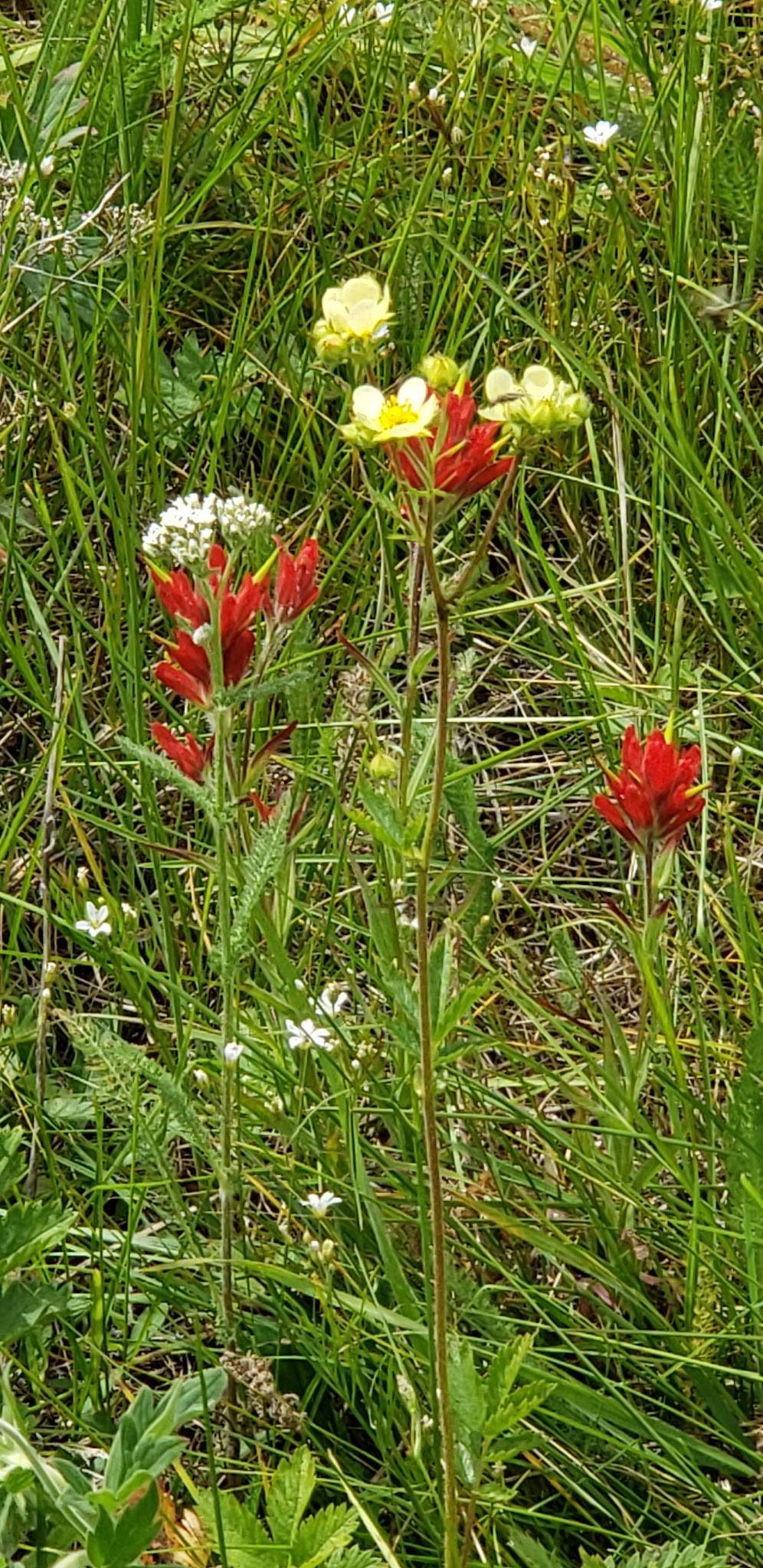 Salmon Meadows Campground