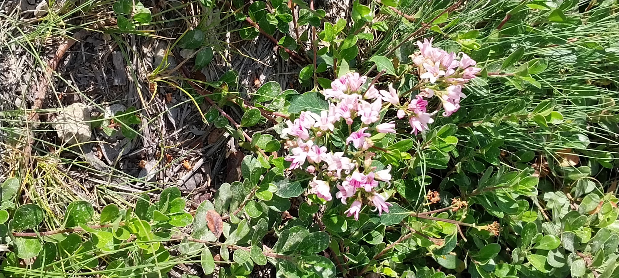 Sam Billings Memorial Campground