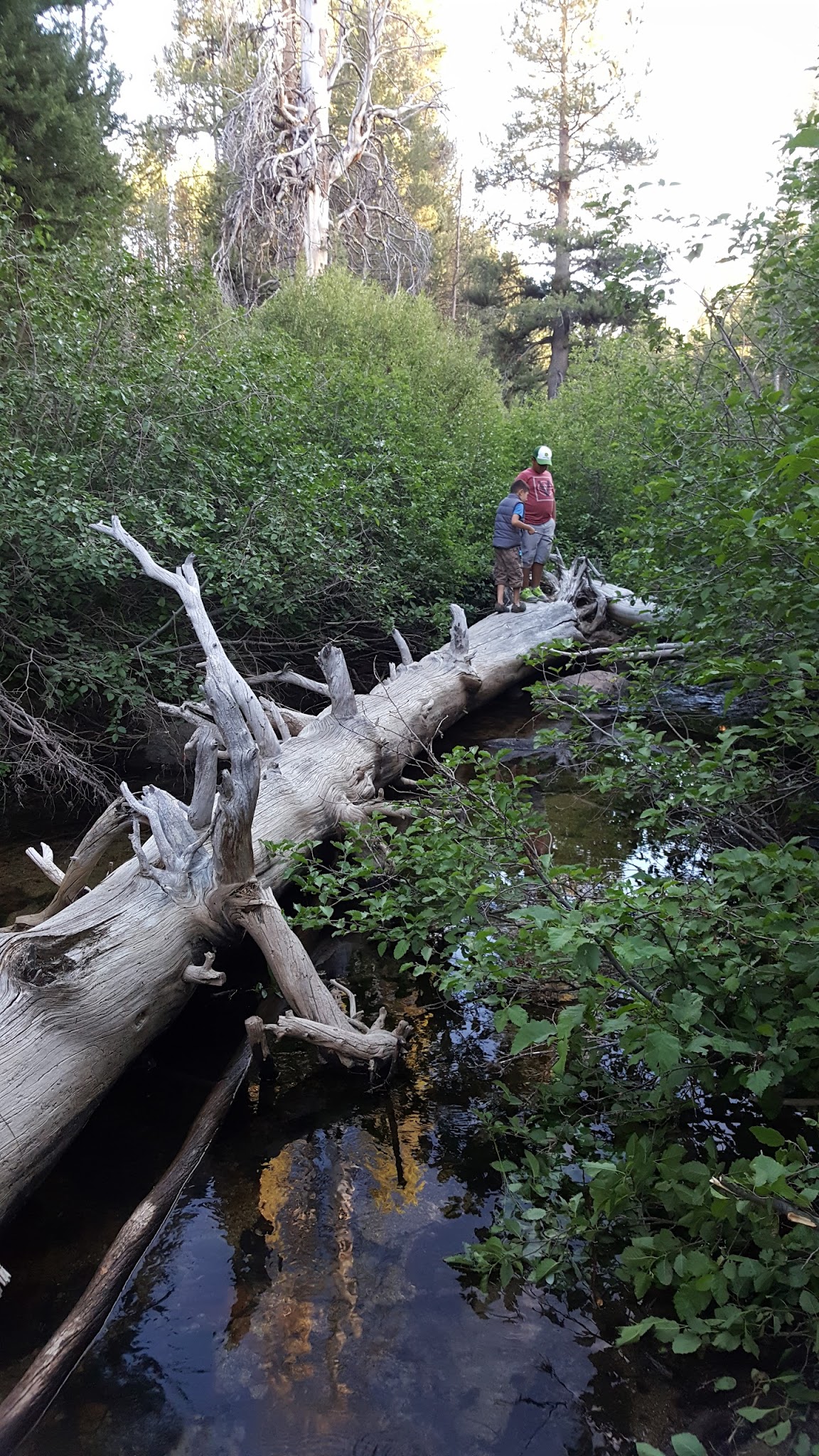 Sample Meadow Campground