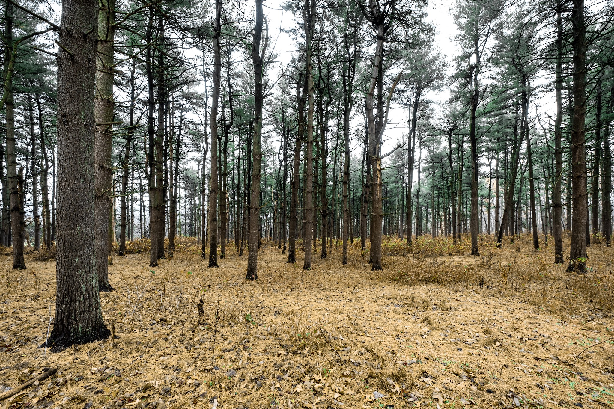 Samuel S Lewis State Park