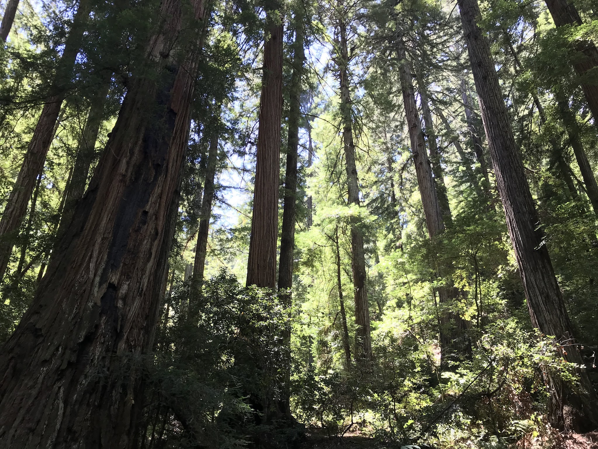 Samuel P. Taylor State Park Campground