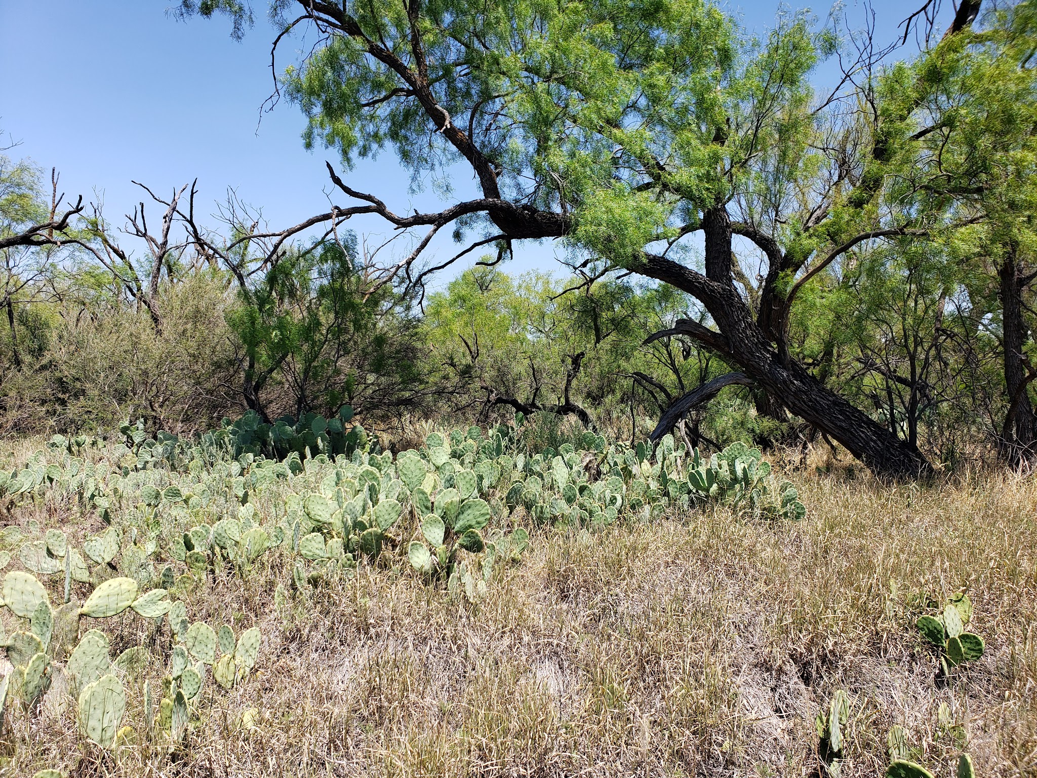 San Angelo State Park
