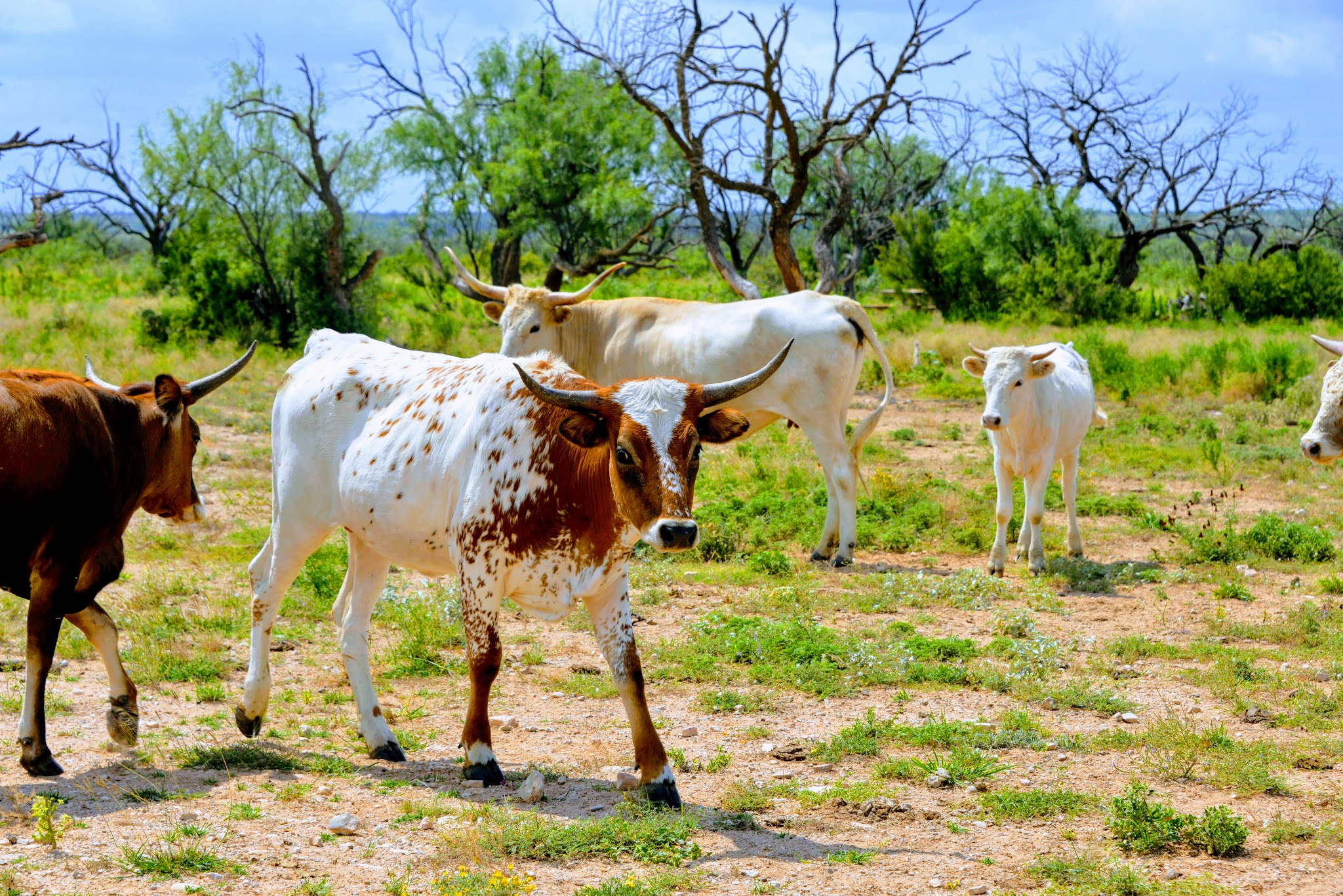 San Angelo State Park