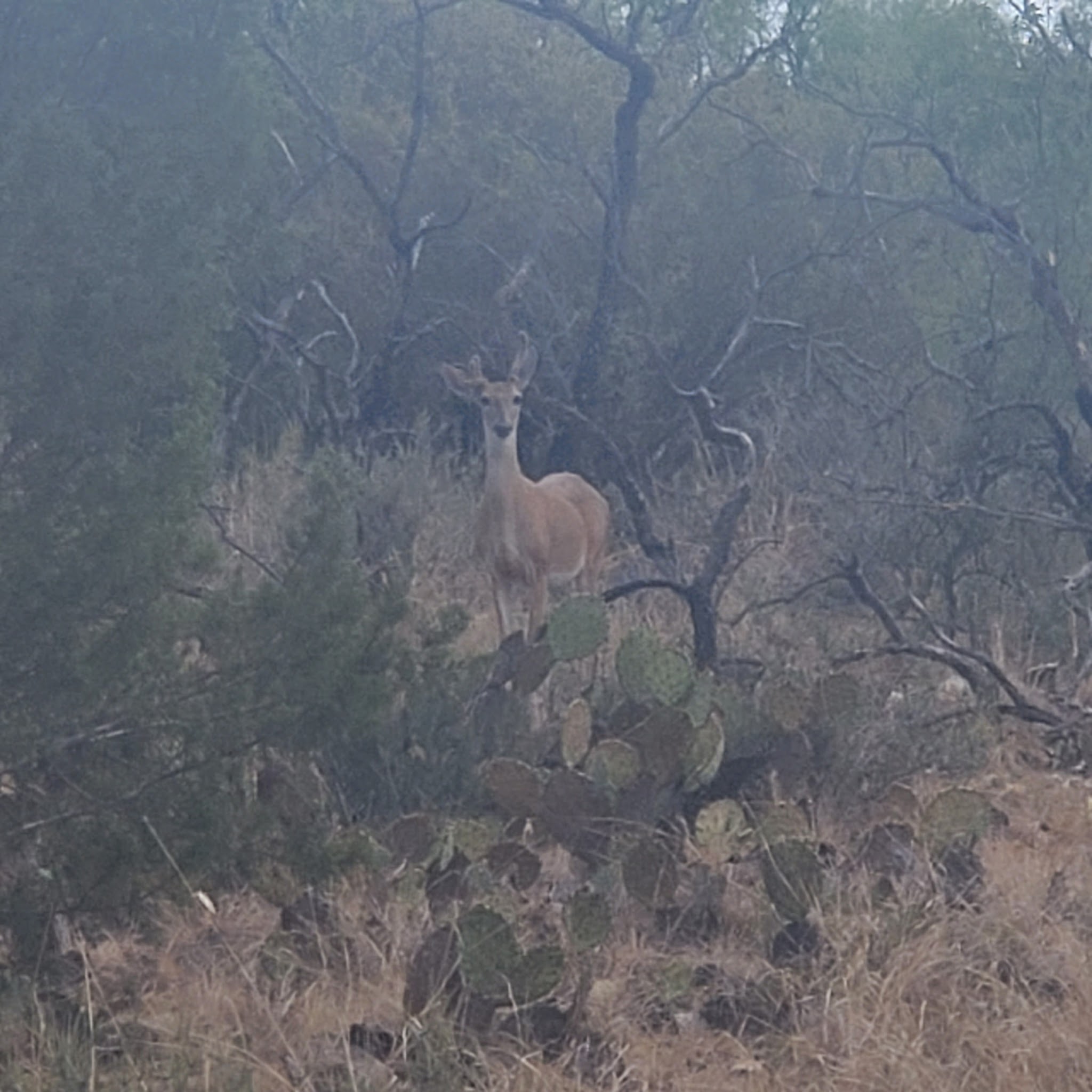 San Angelo State Park