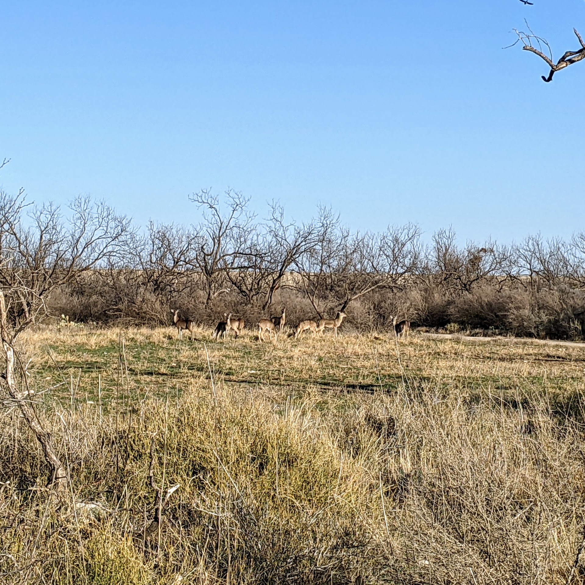 San Angelo State Park