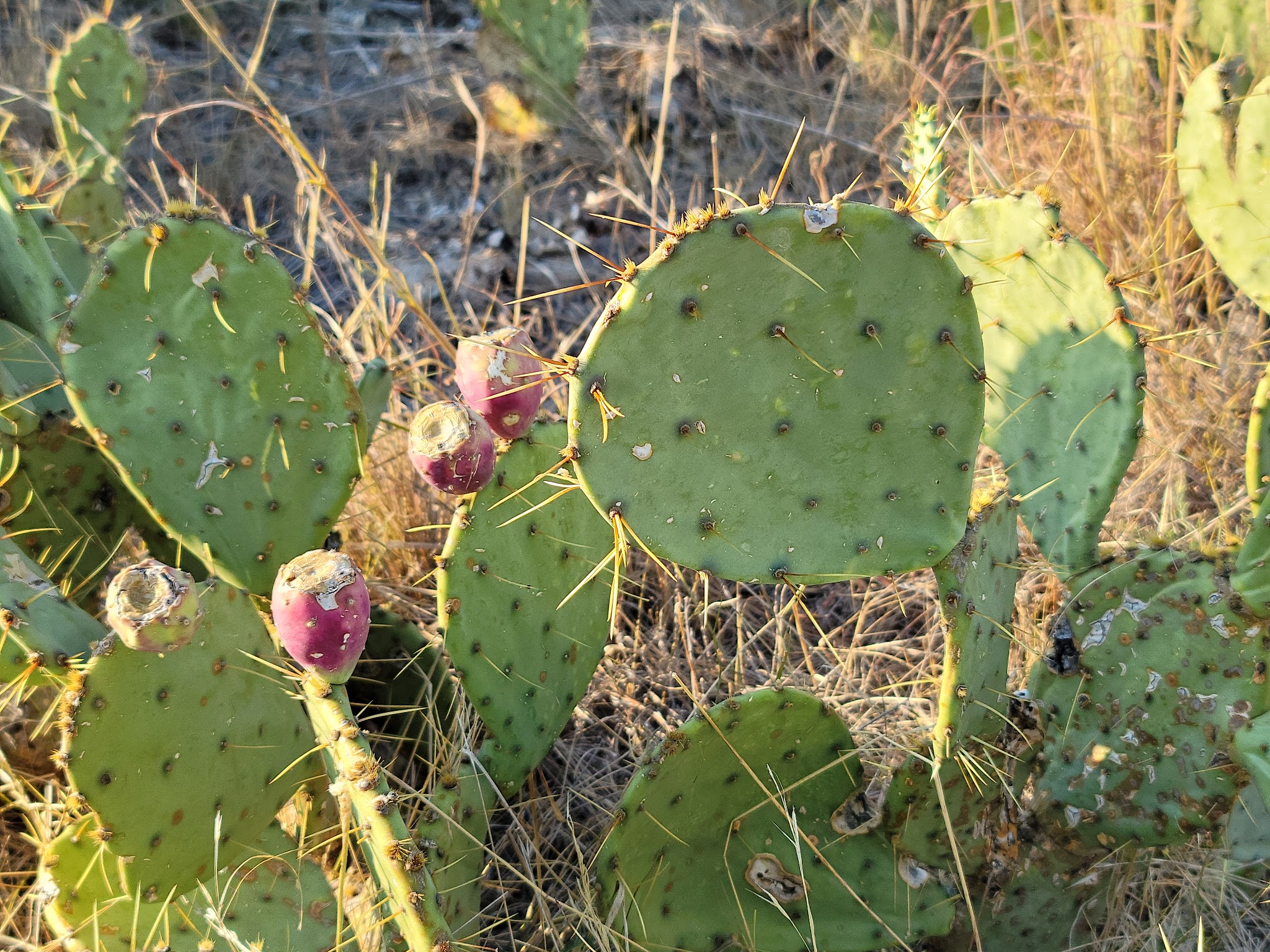 San Angelo State Park