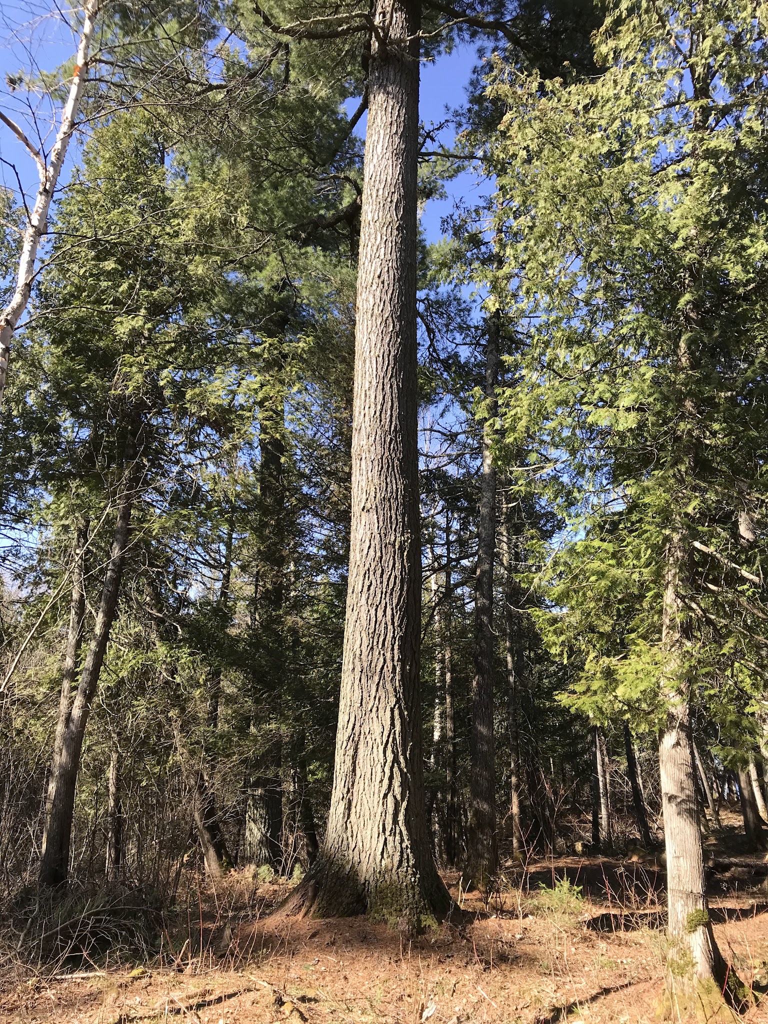 Sand Lake Rustic Campground