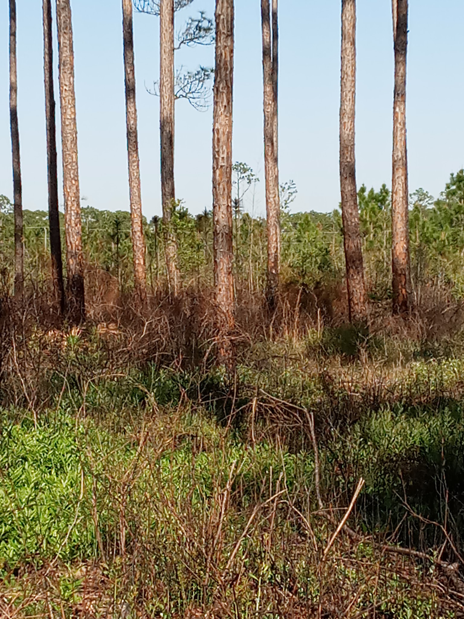 Sand Pond Group Camp Pine Log State Forest 