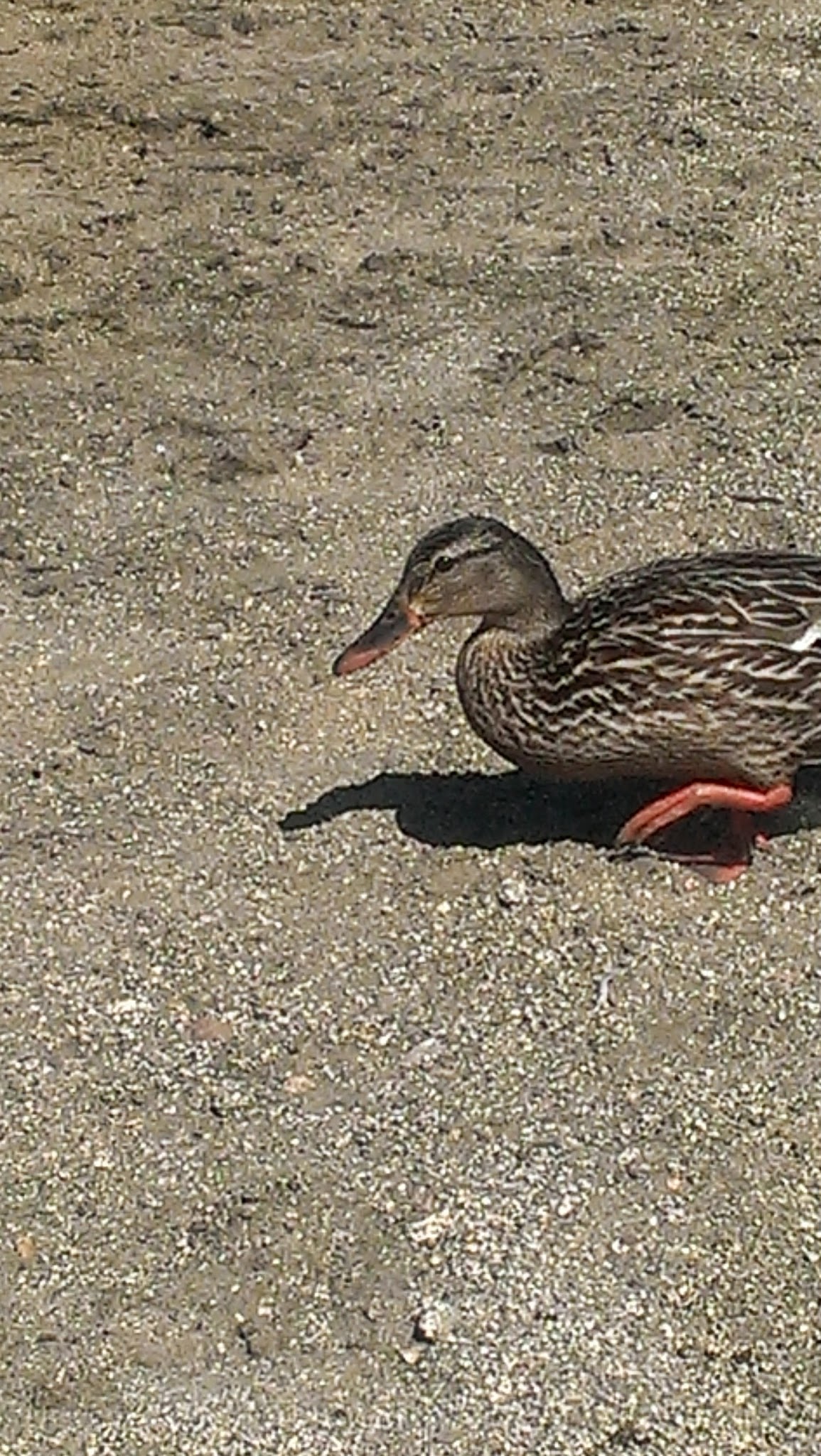 Sandy Point Day Use Area And Boat Launch