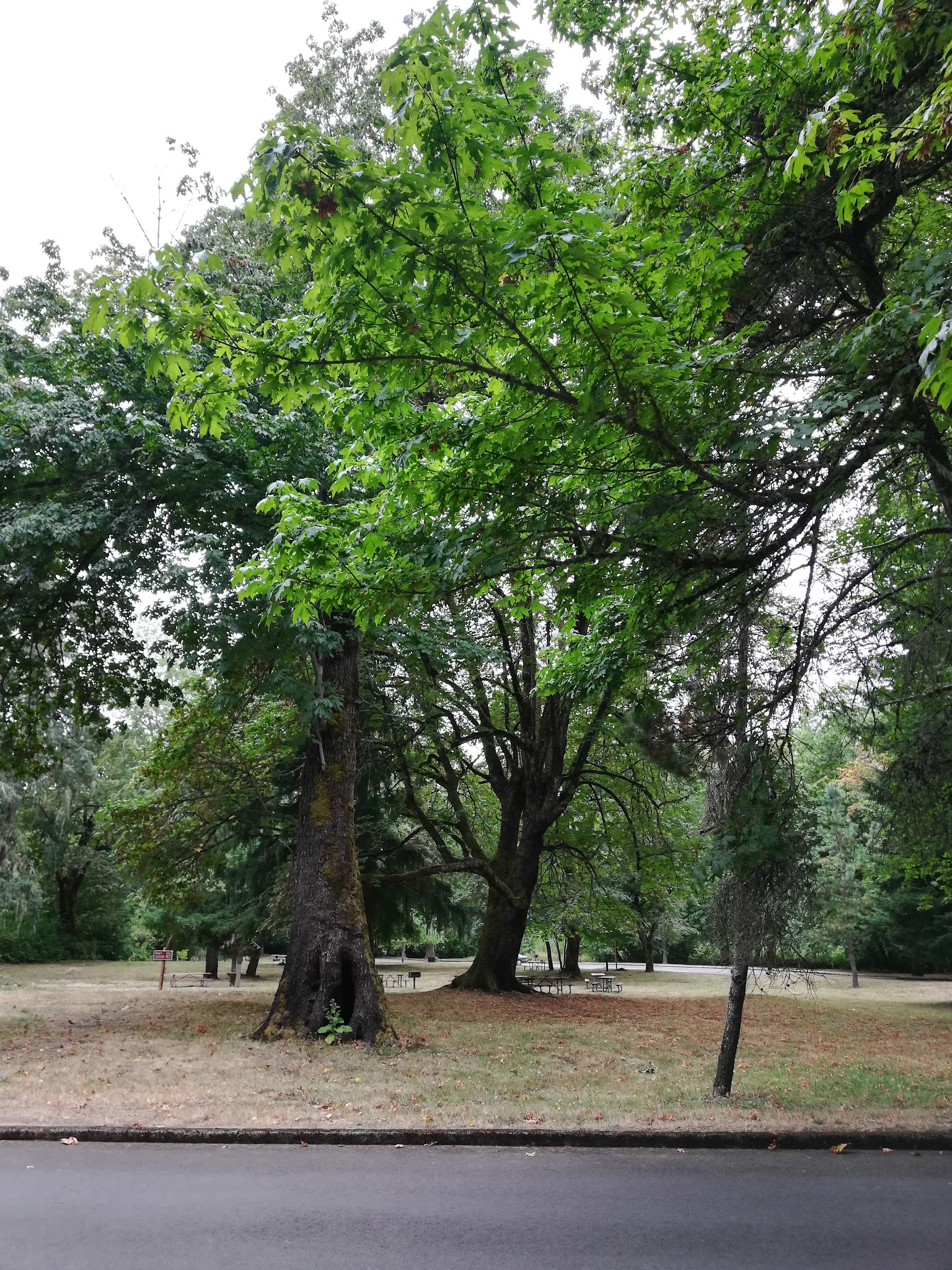 Sarah Helmick State Recreation Site