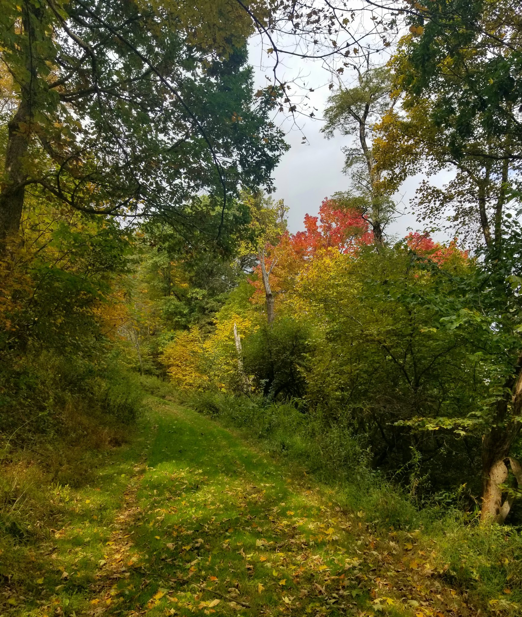 Savage River State Forest
