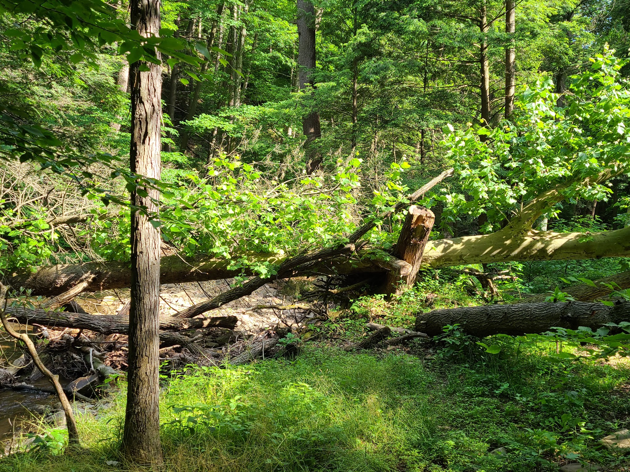 Savage River State Forest