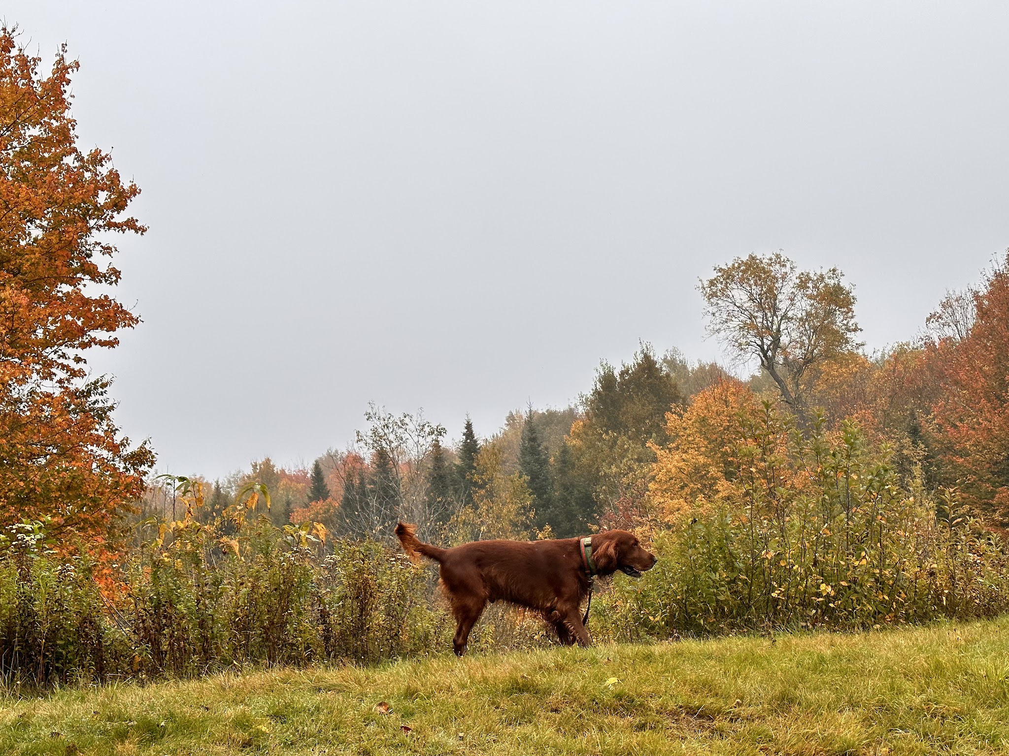 Savoy Mountain State Forest