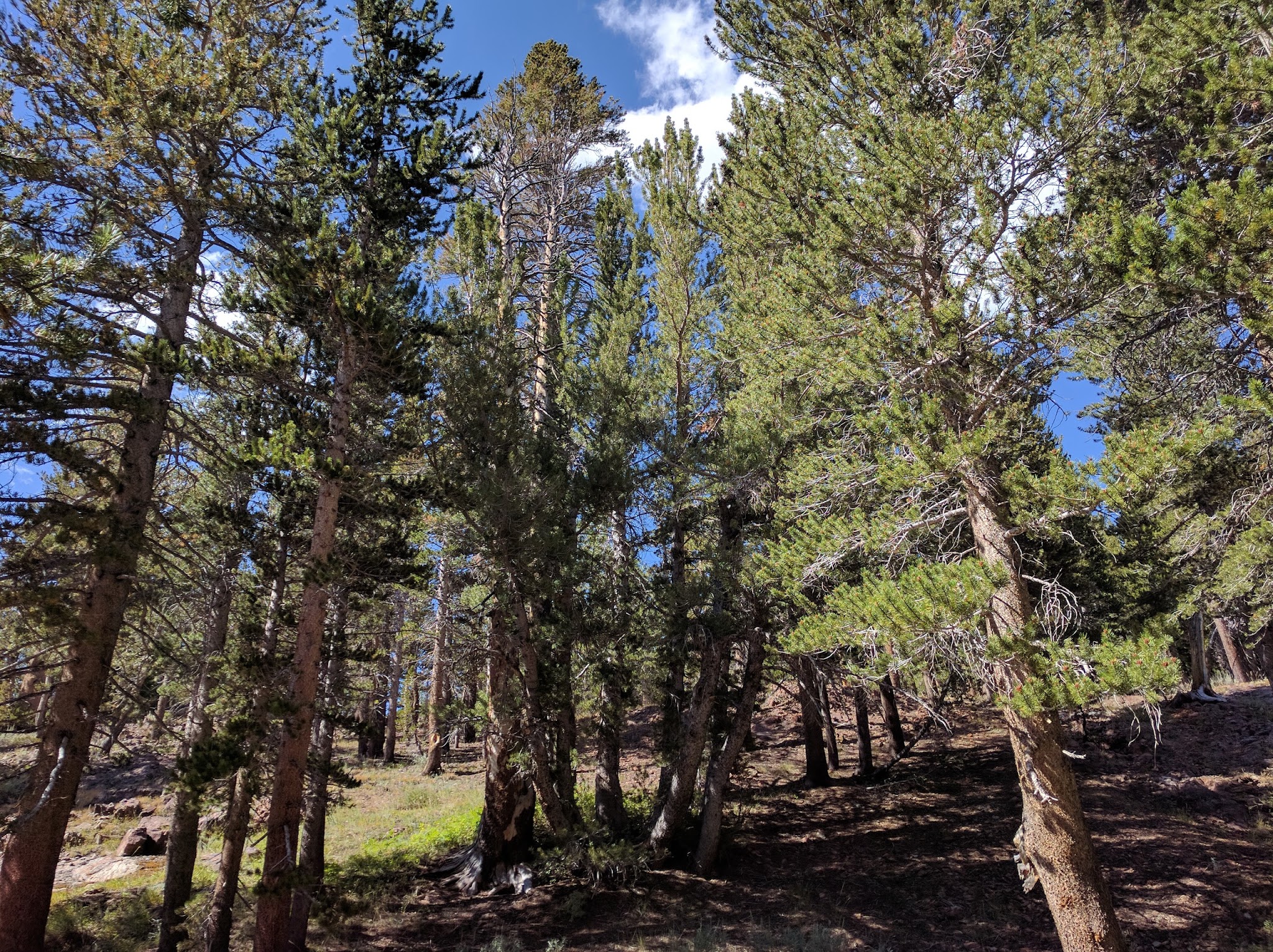 Sawmill Walk-In Campground