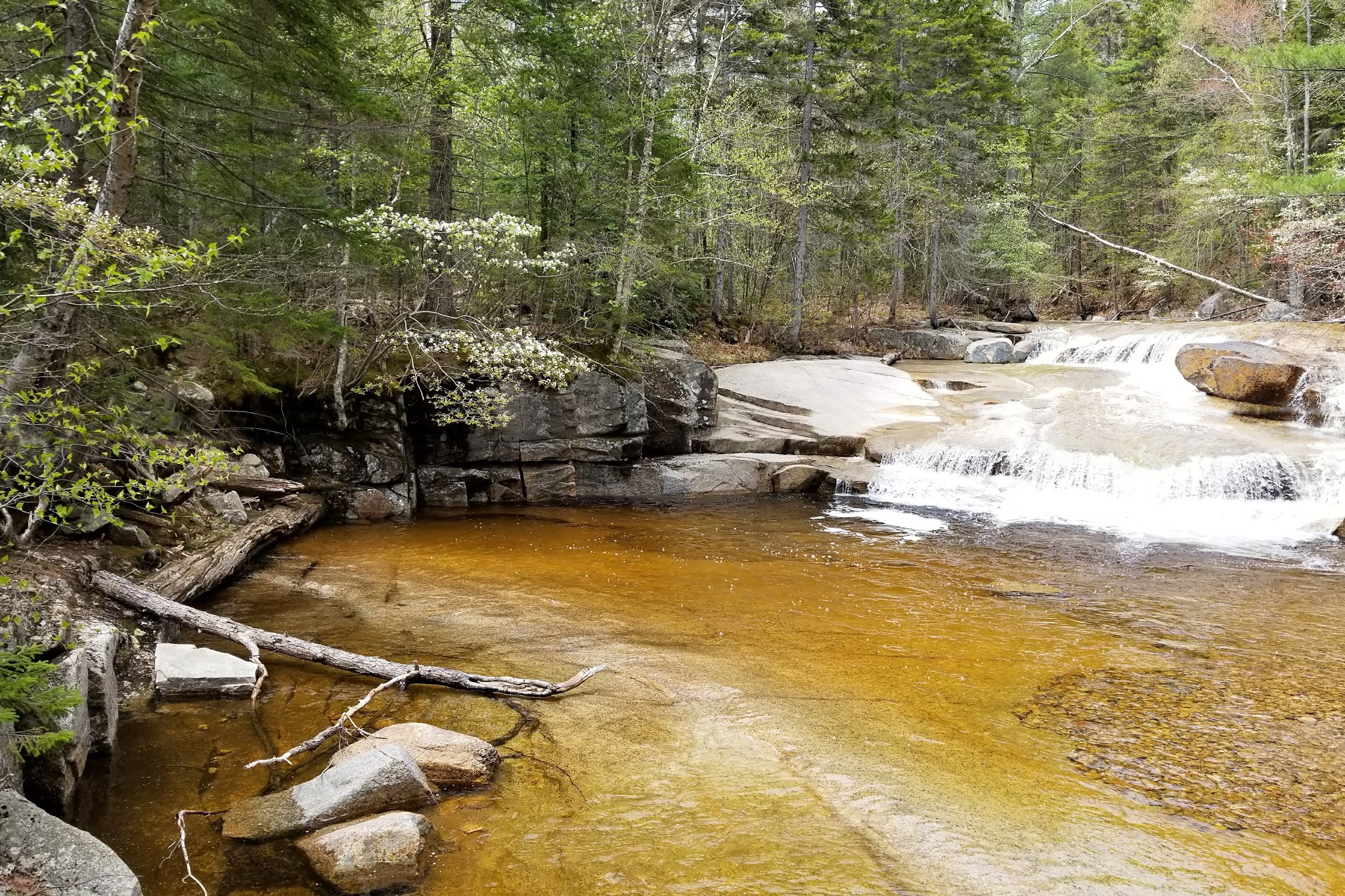 Sawyer Pond Shelter & Tentsite