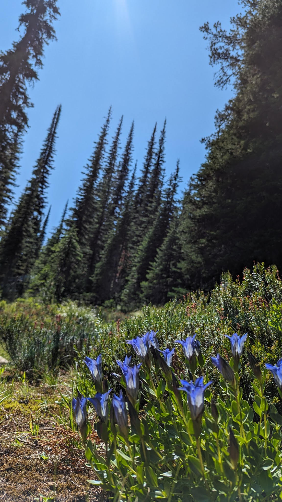 Schumaker Campground