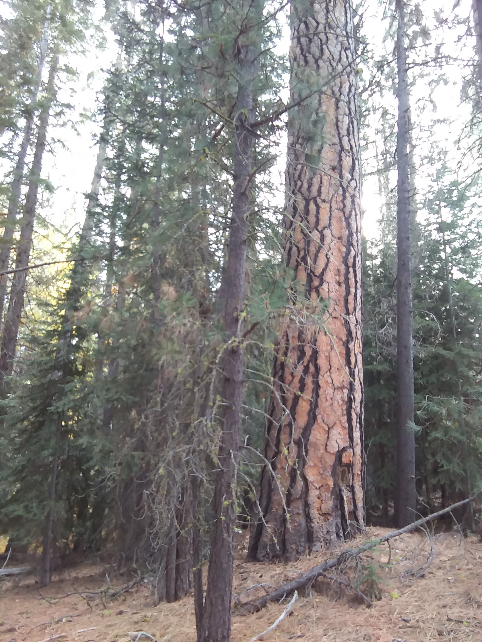 Scott Creek Campground