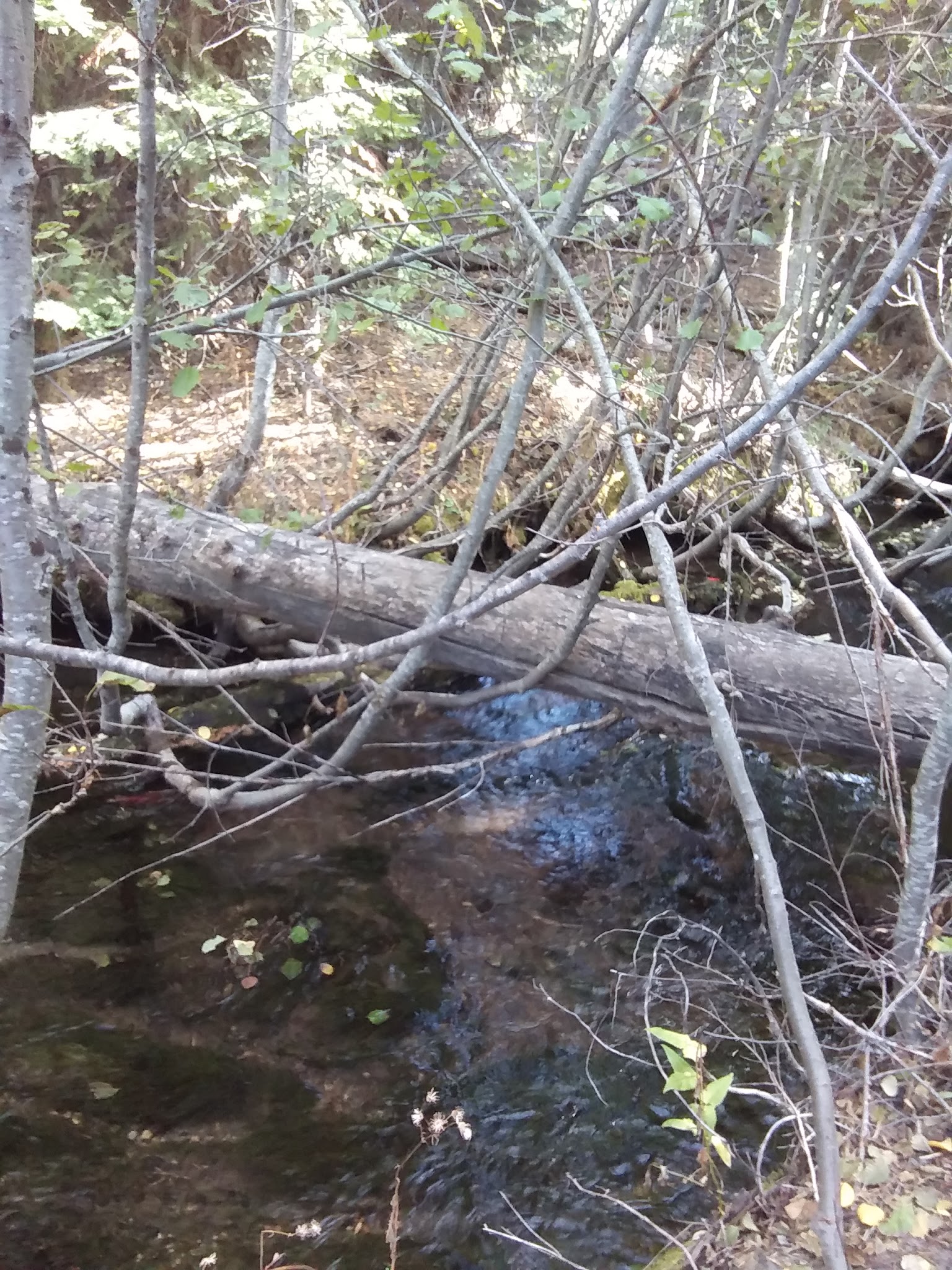 Scott Creek Campground