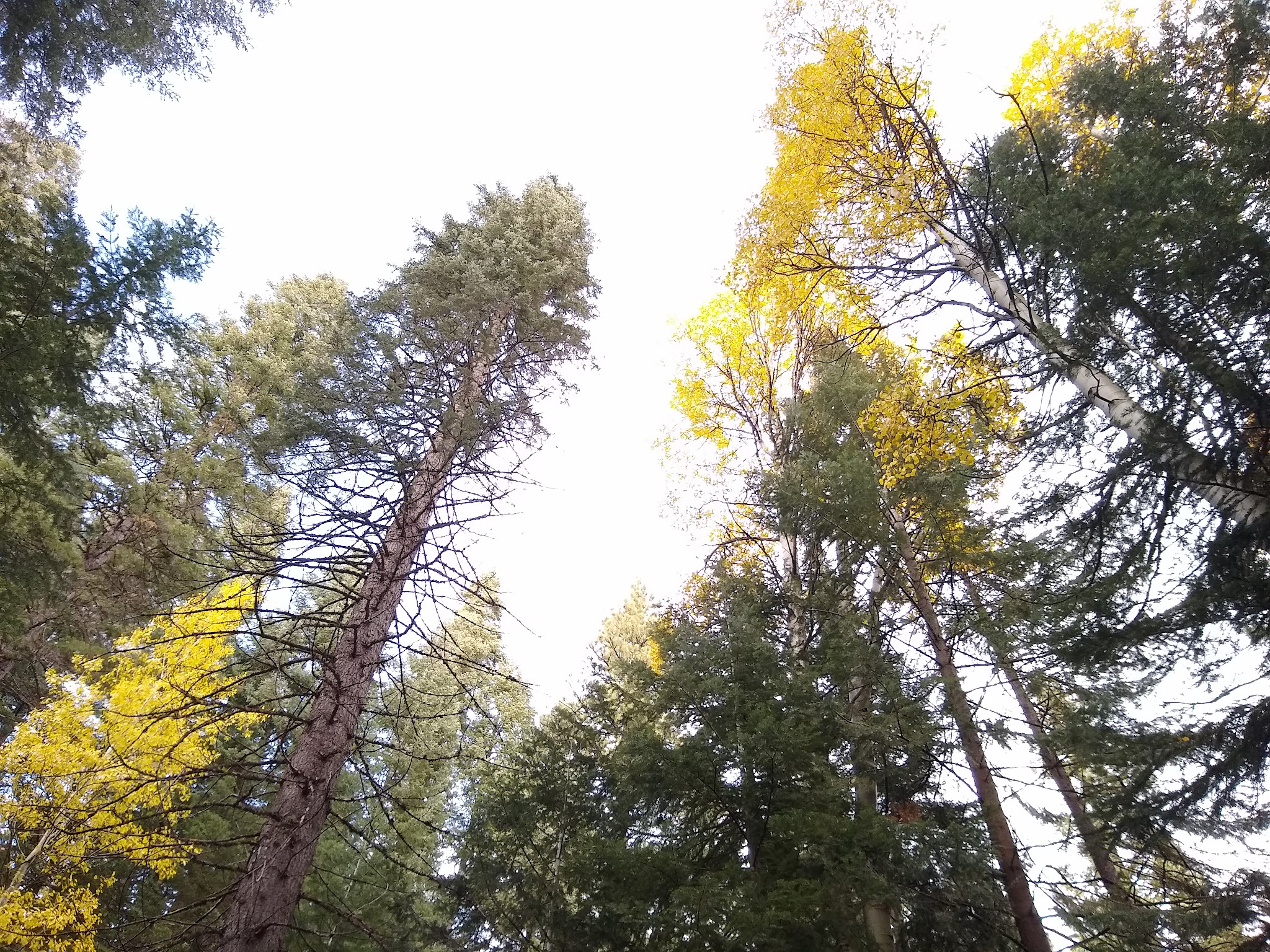 Scott Creek Campground