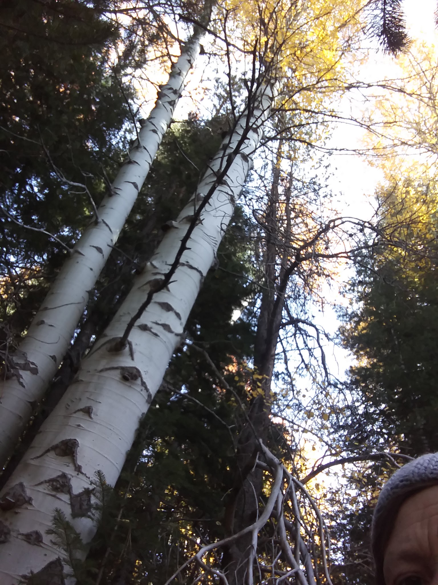 Scott Creek Campground