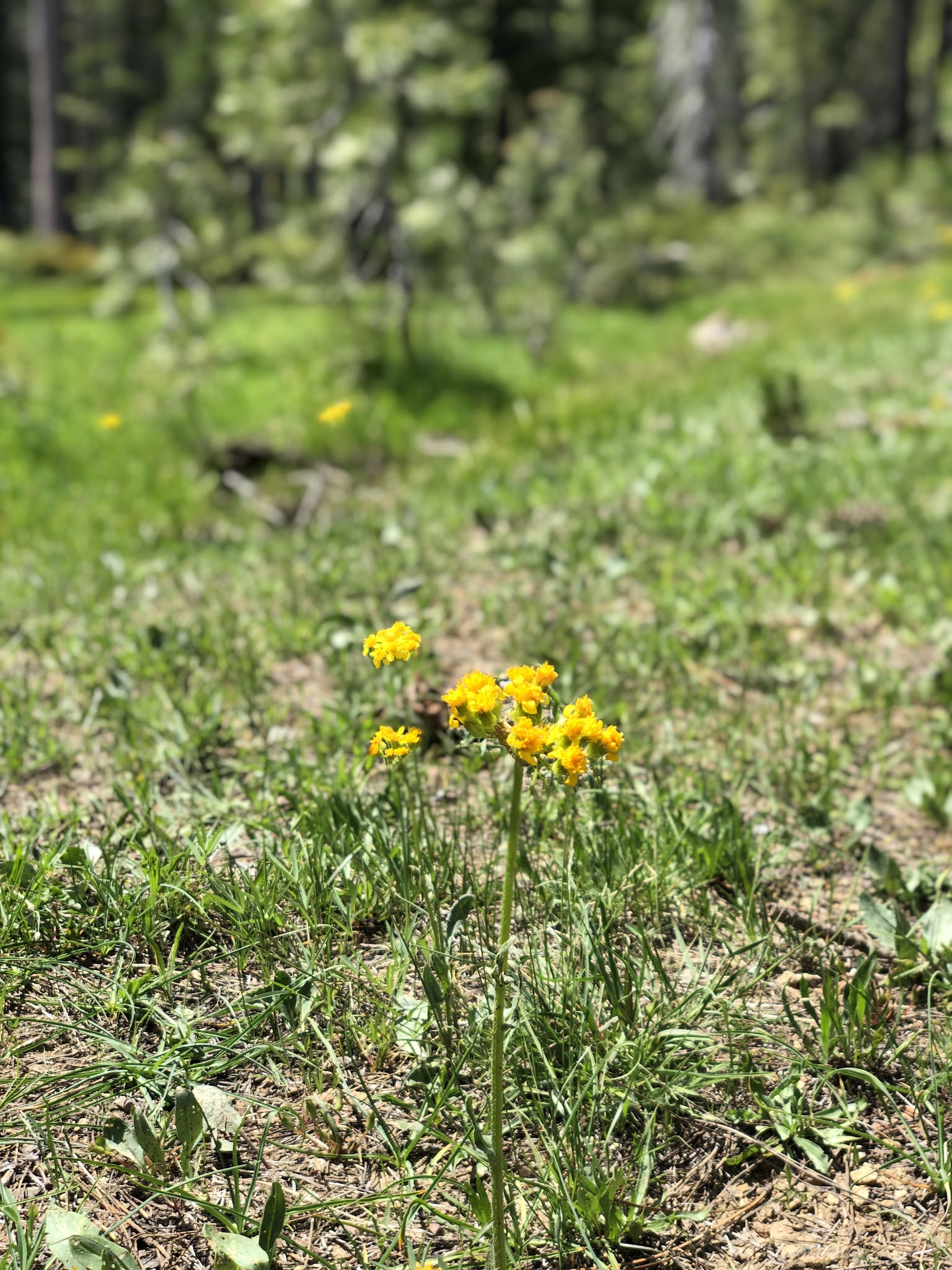 Scott Mountain Campground