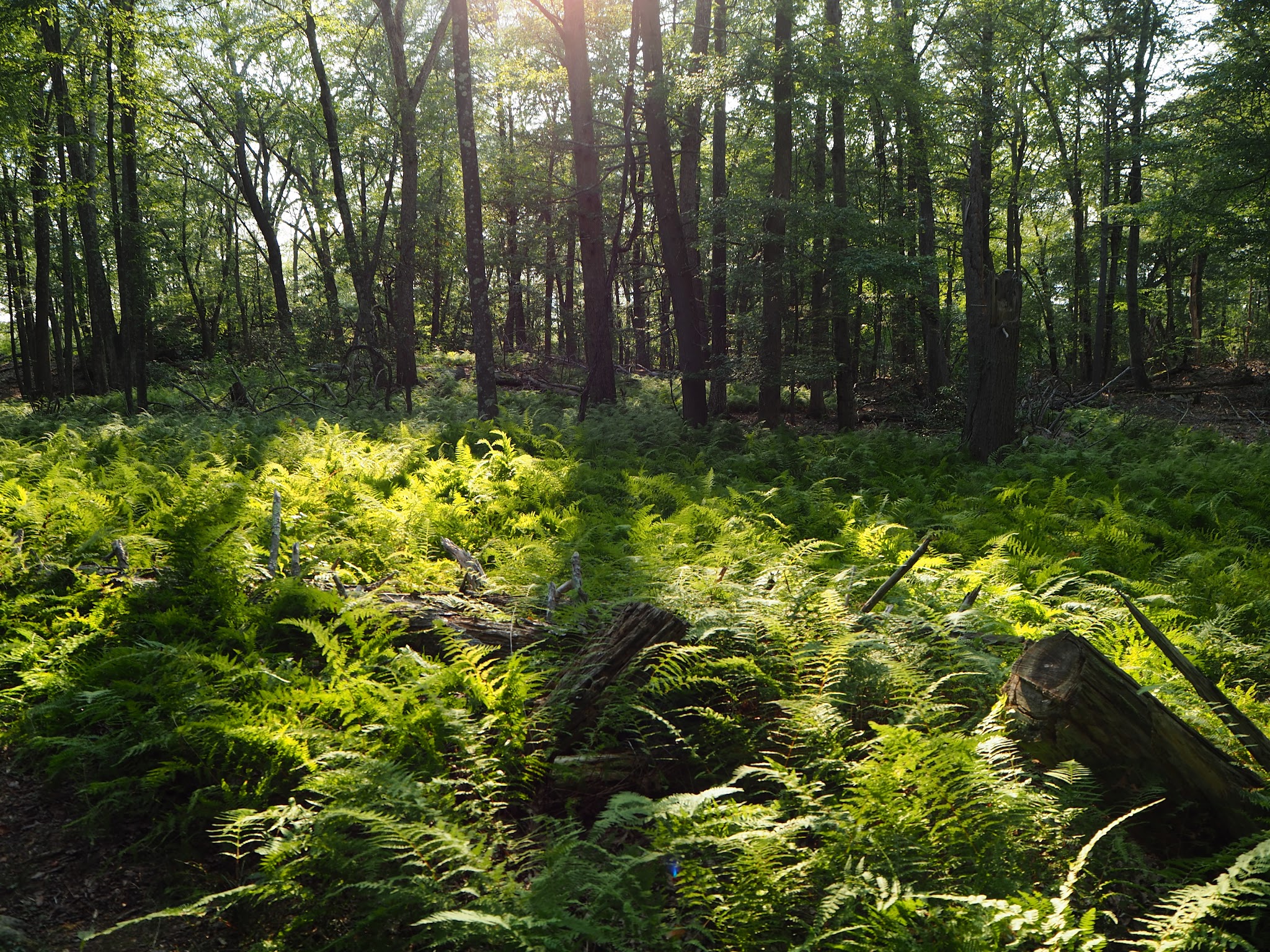 Selden Neck State Park River Camping