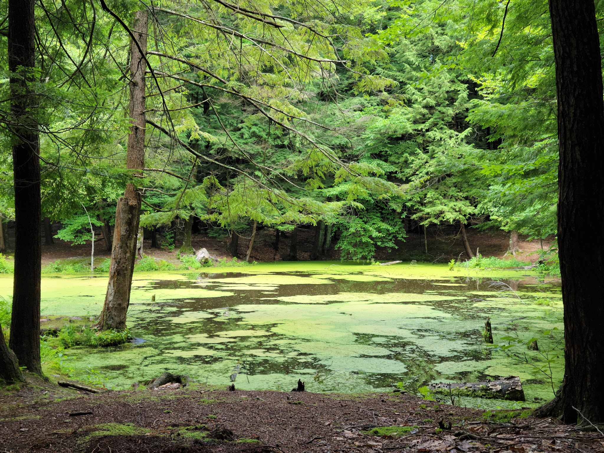 Selkirk Shores State Park