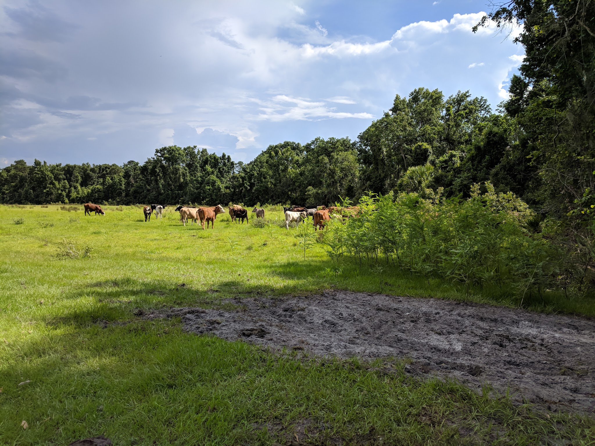 Seminole State Forest Primitive Campsites