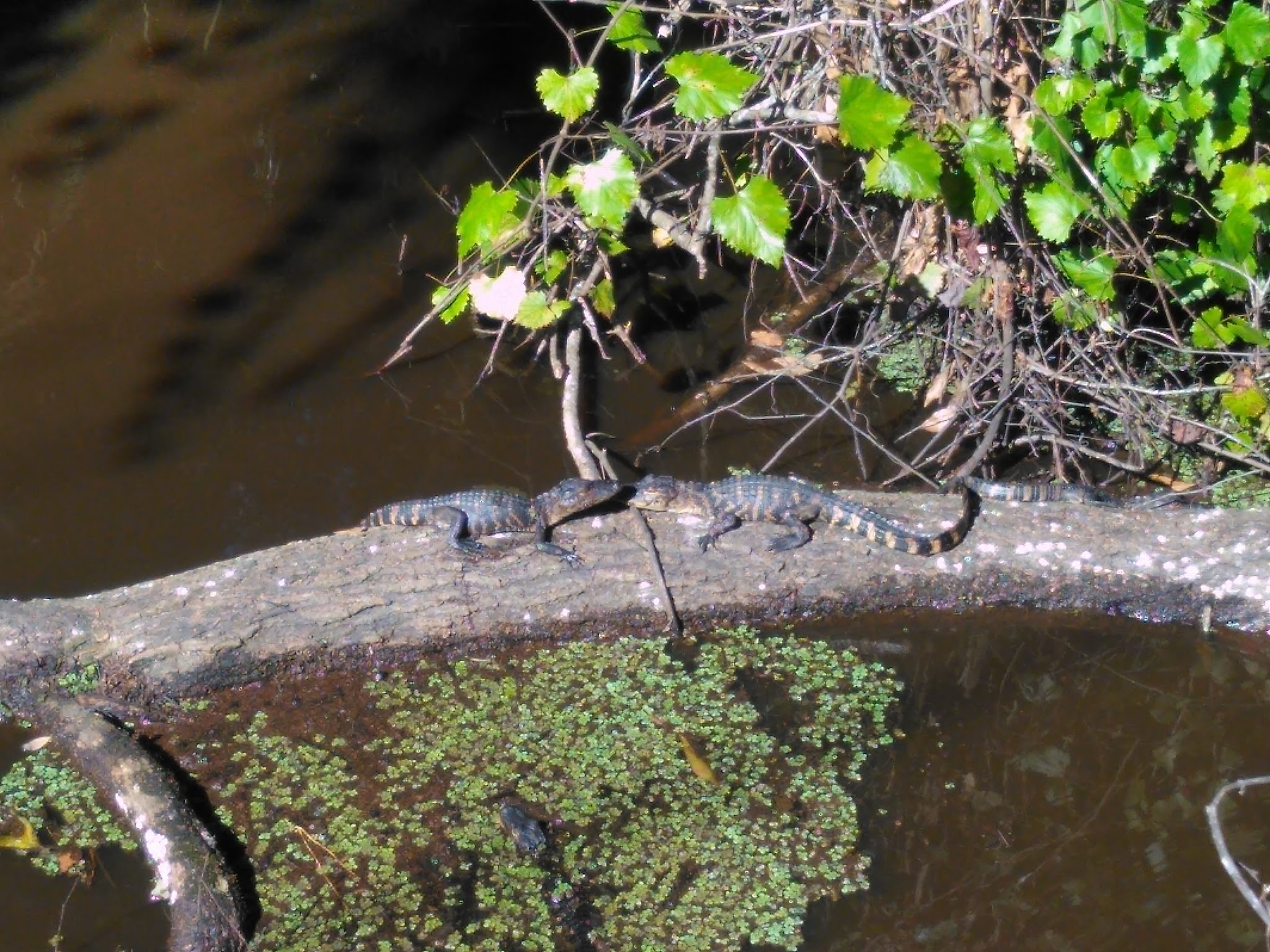 Seminole State Forest Primitive Campsites