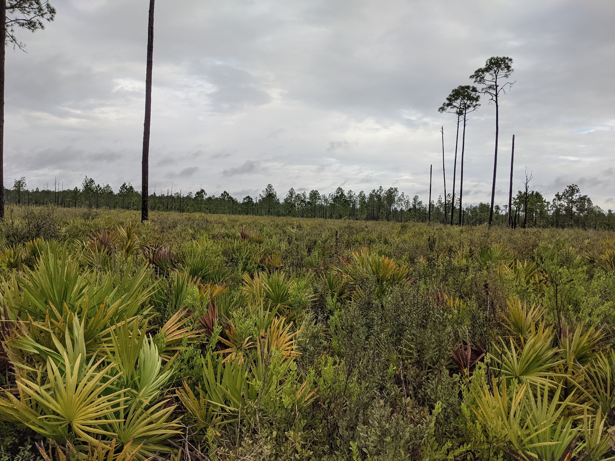 Seminole State Forest Primitive Campsites