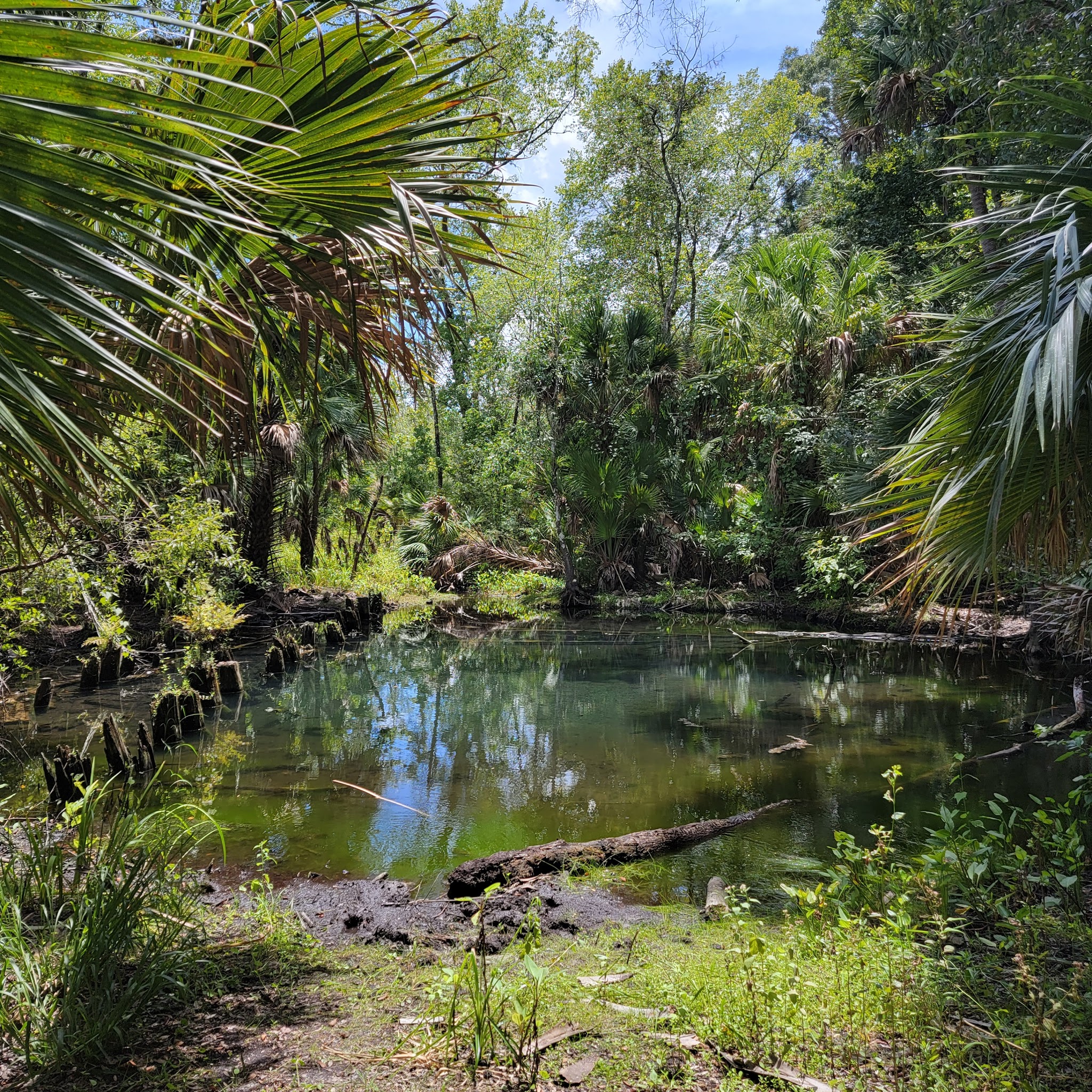 Seminole State Forest Primitive Campsites