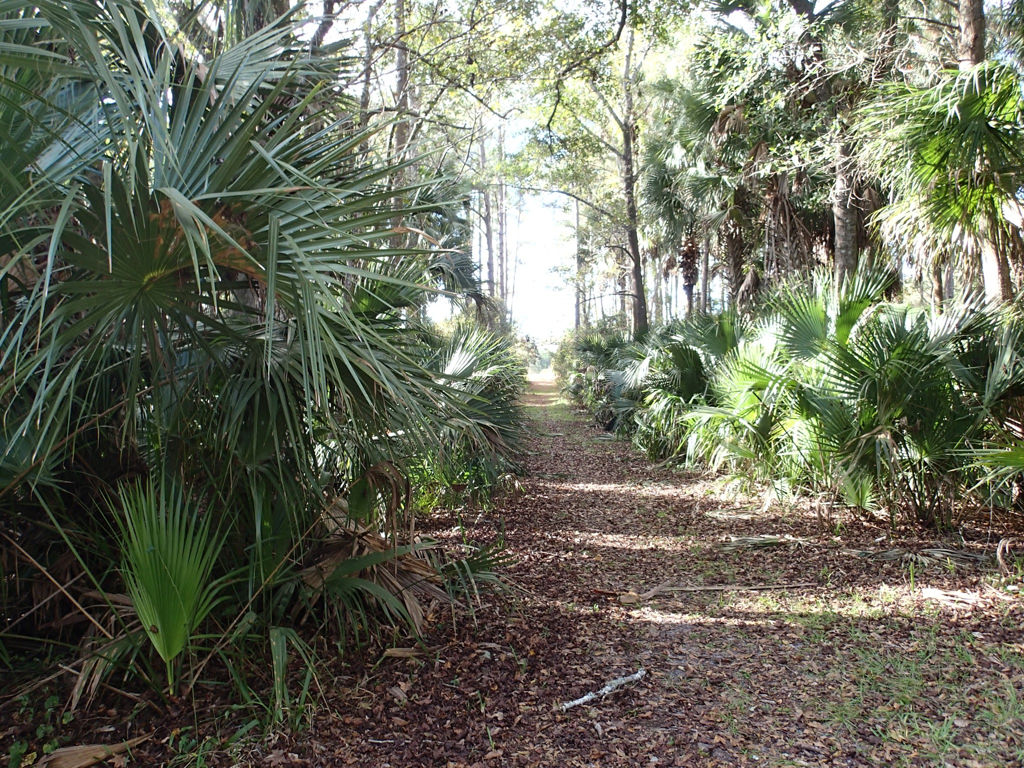 Seminole State Forest Primitive Campsites