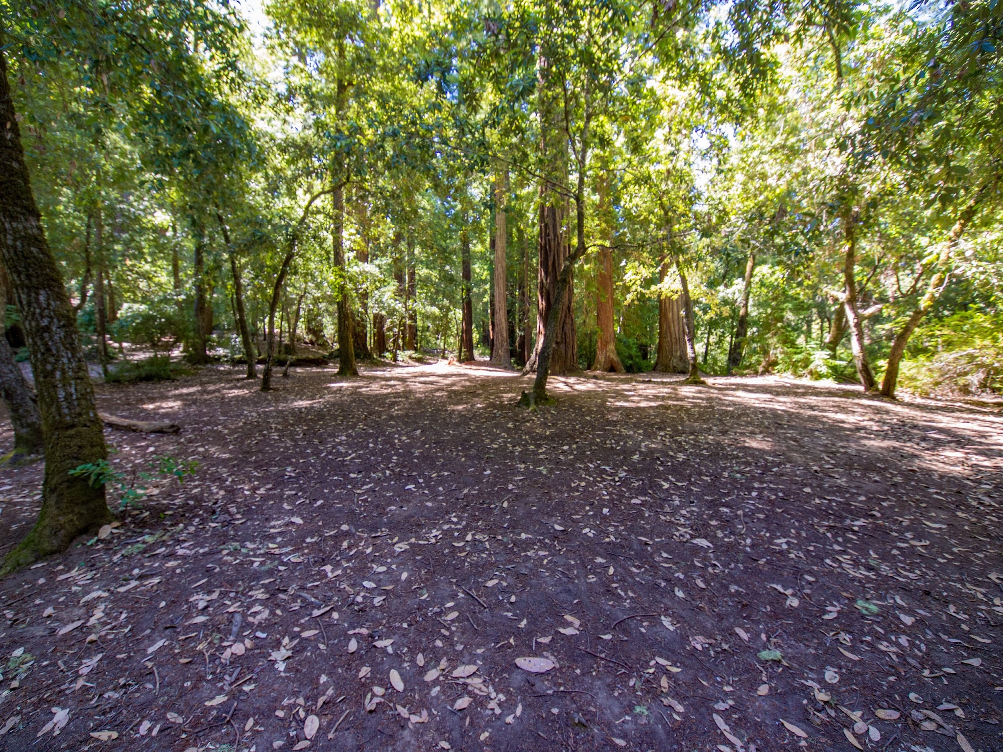 Sequoia Group 1 & 2 Campground
