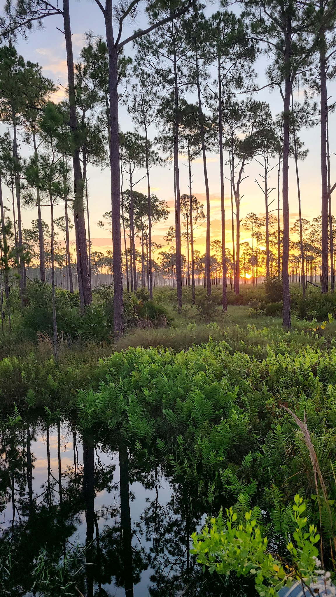 Arbuckle Primitive Hike-In Campsites Lake Wales Ridge State Forest