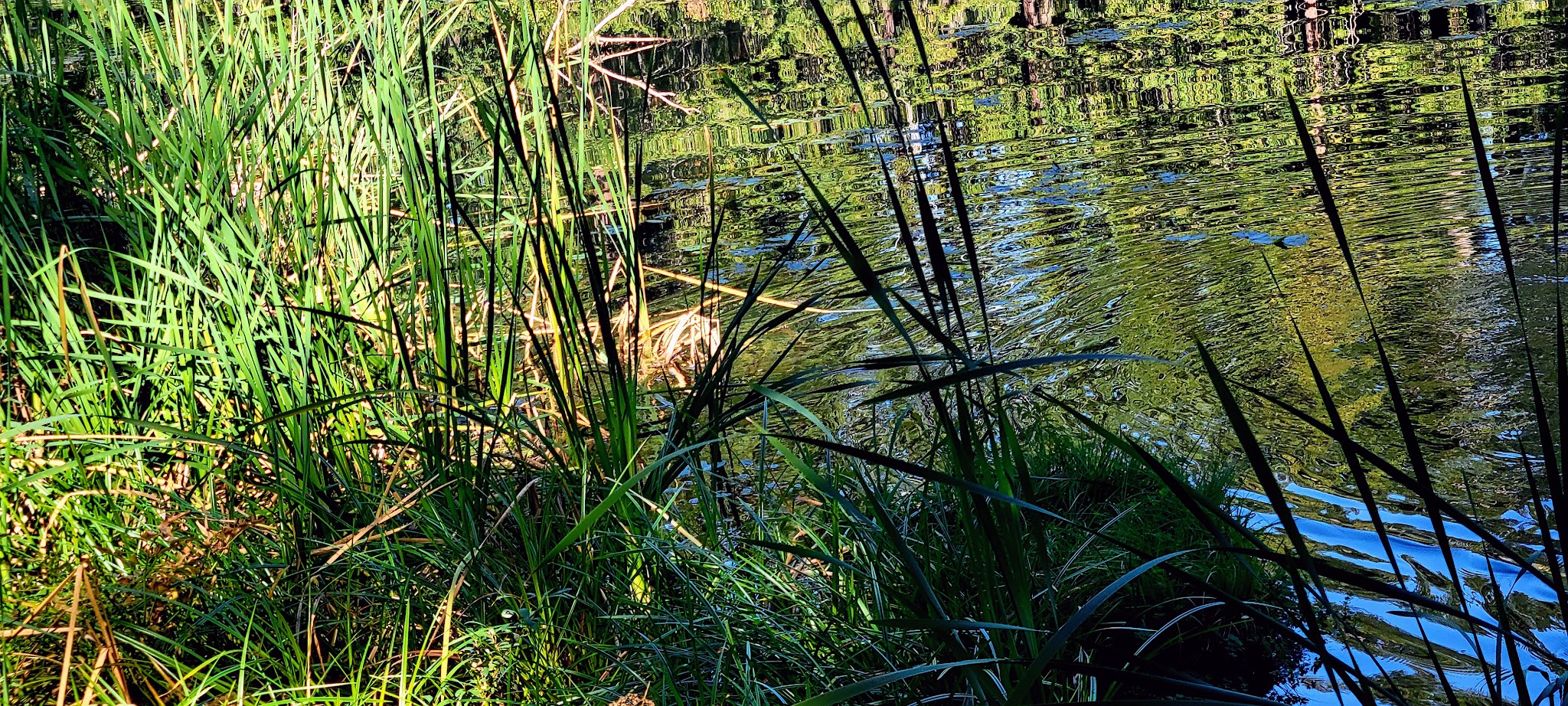 Lake In The Woods Campground