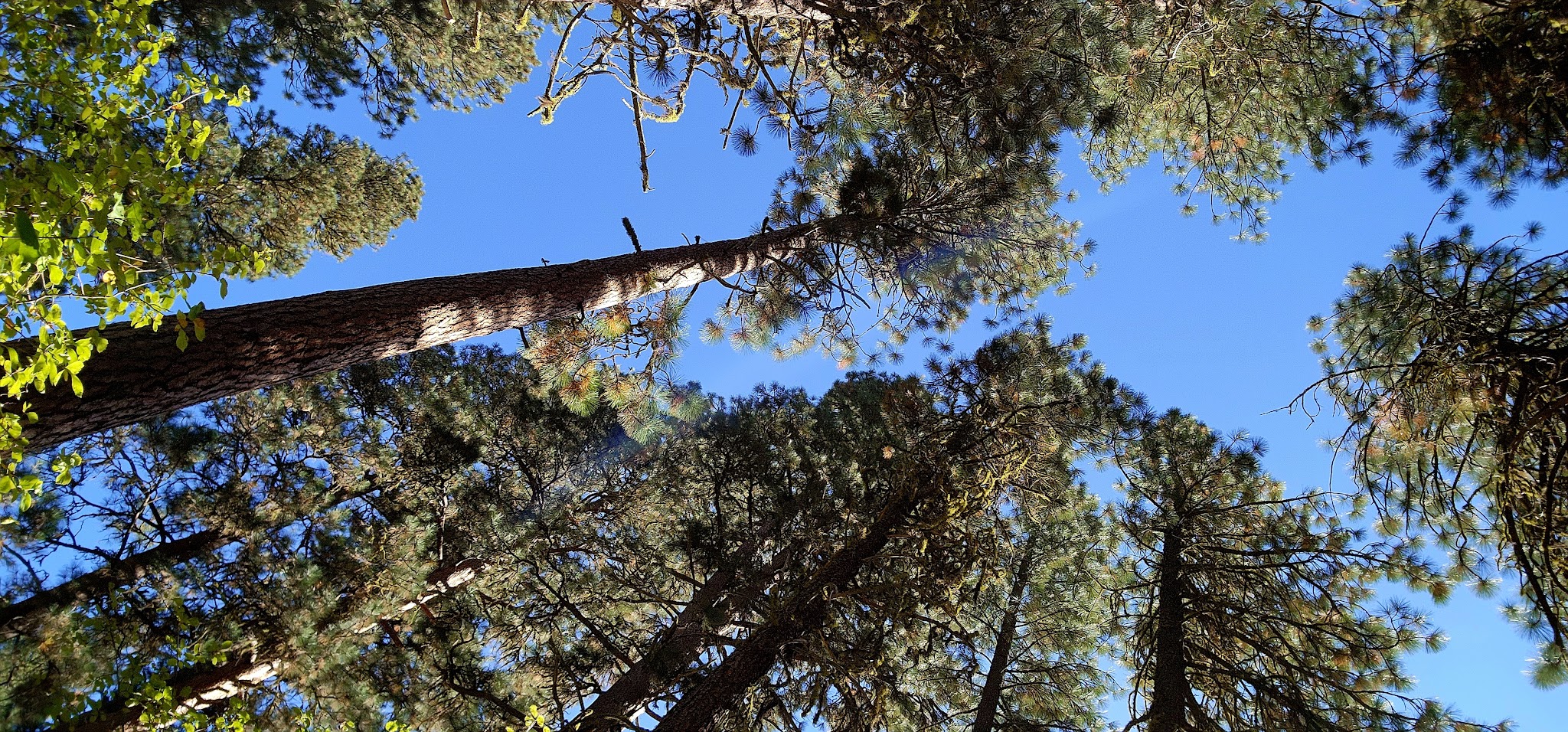 Bird Creek Campground