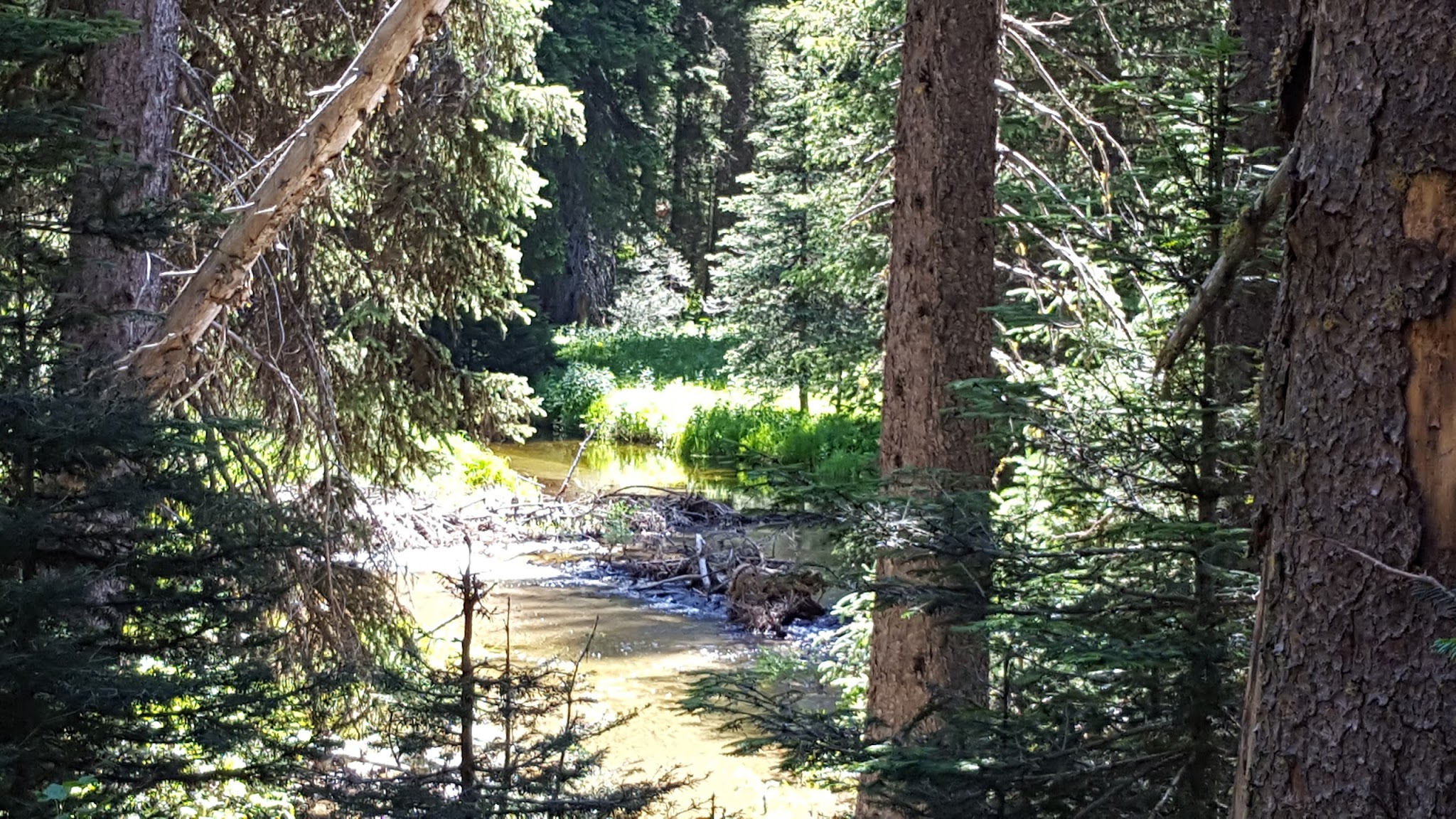 Rapid Creek Camping Area