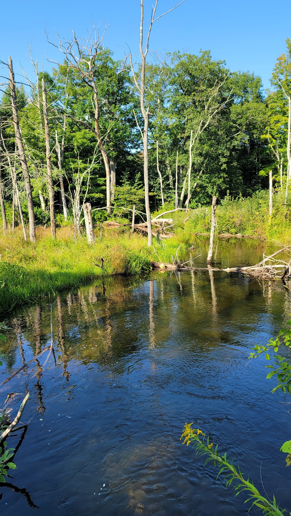 Pittsfield State Forest