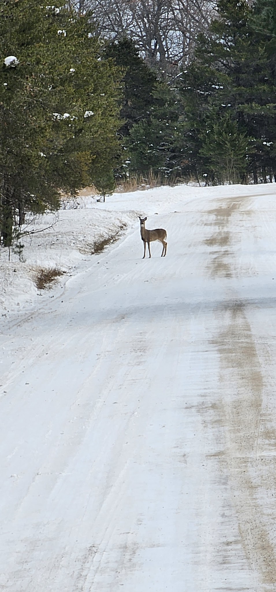 Shupac Lake State Forest Campground