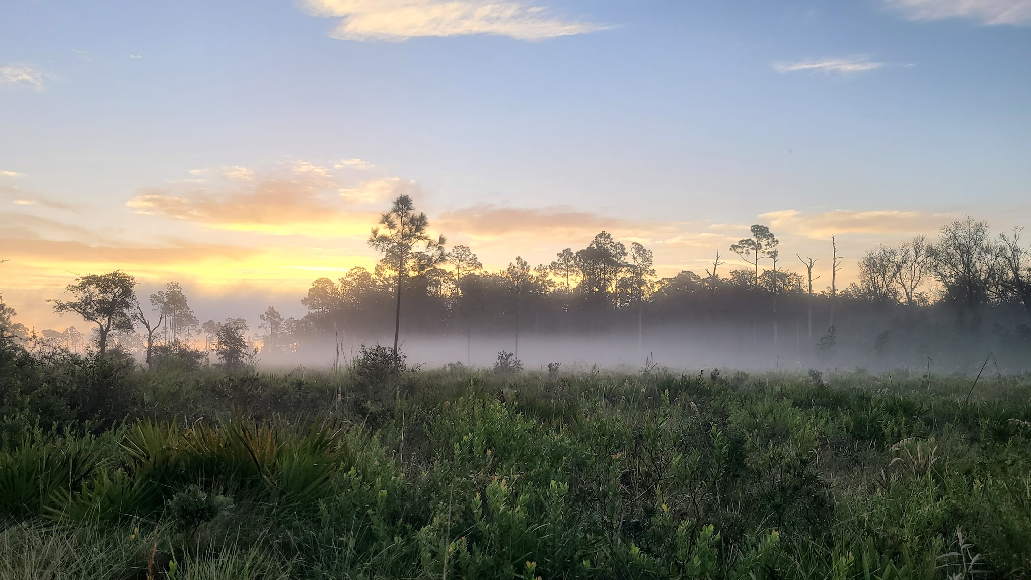 Arbuckle Primitive Hike-In Campsites Lake Wales Ridge State Forest