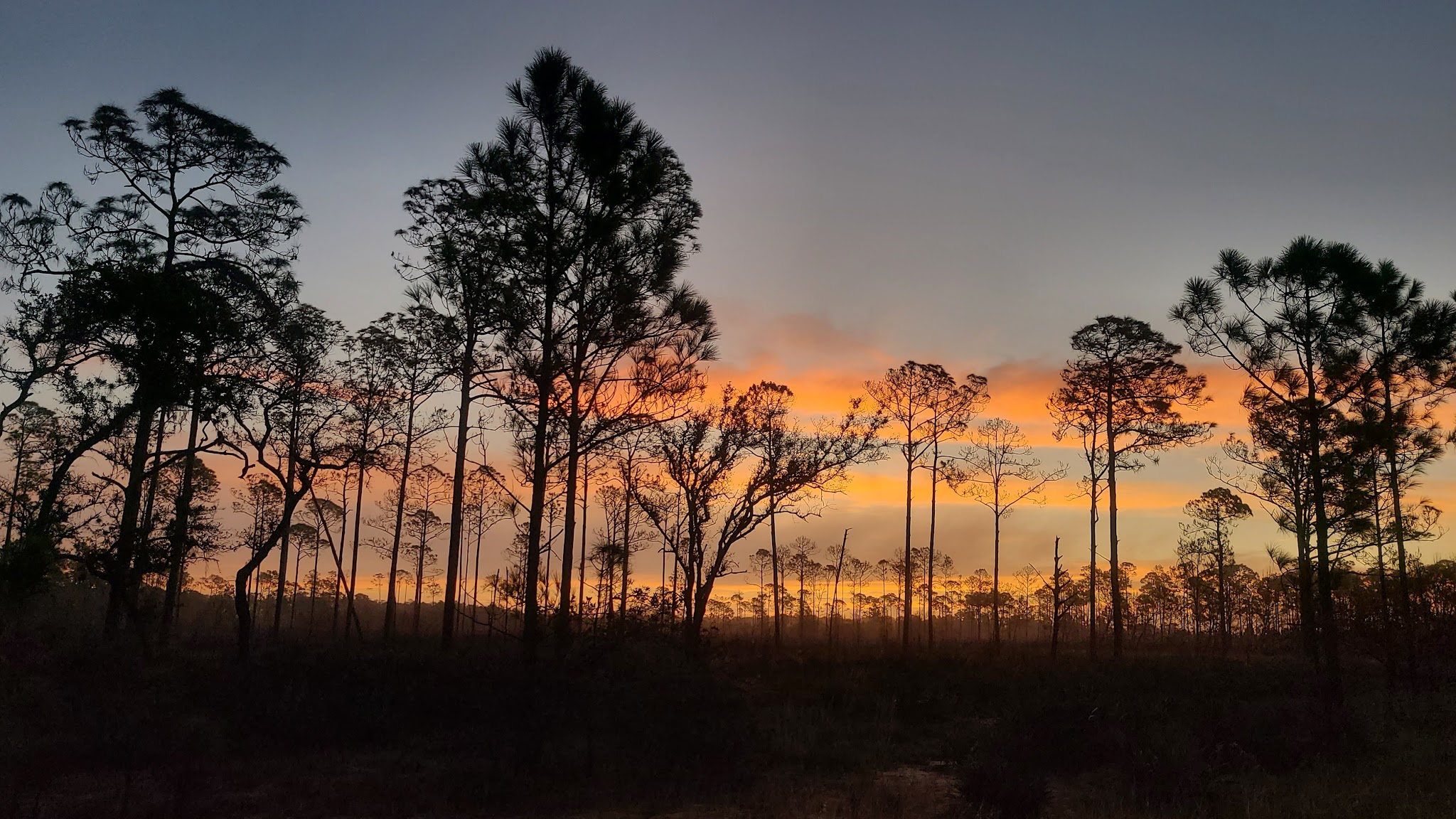 Arbuckle Primitive Hike-In Campsites Lake Wales Ridge State Forest