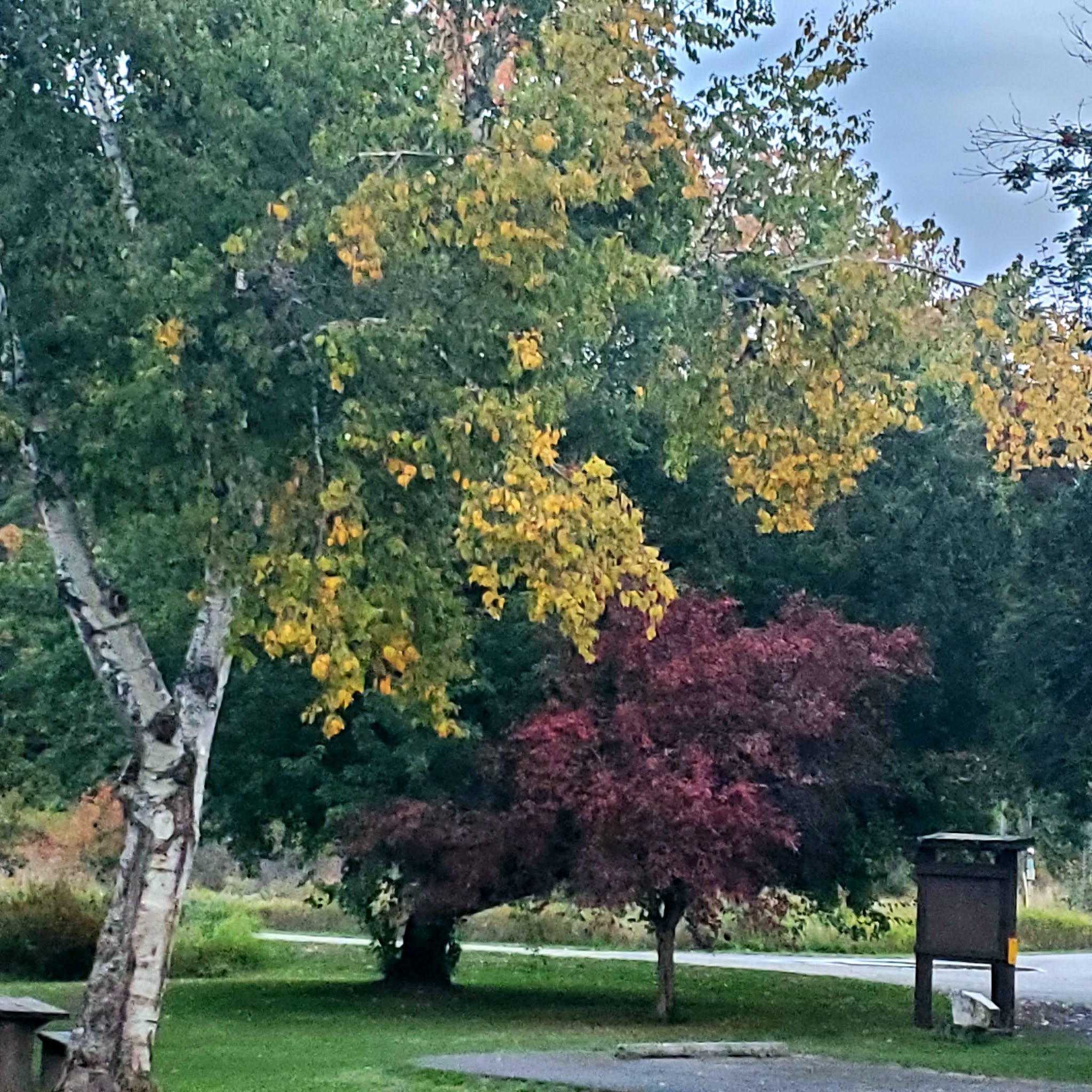Shadowy St. Joe Campground